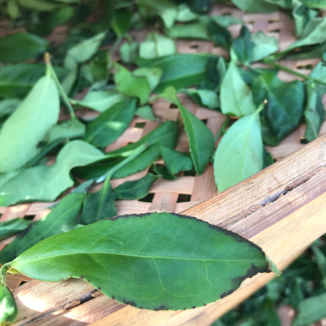 Book of Spells Tieguanyin | Oolong Tea - Image 10