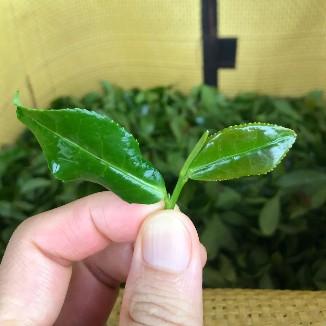 Book of Spells Tieguanyin | Oolong Tea - Image 7