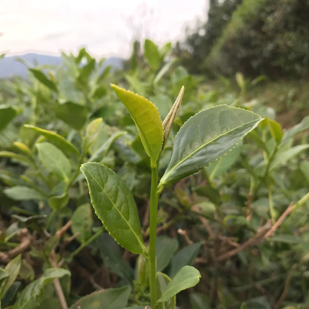 Book of Spells Tieguanyin | Oolong Tea - Image 8
