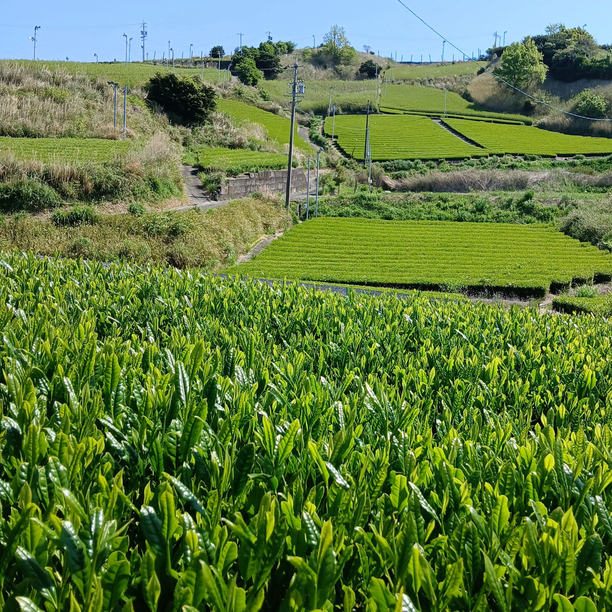 Cascading Hills Sencha | Green Tea - Image 3
