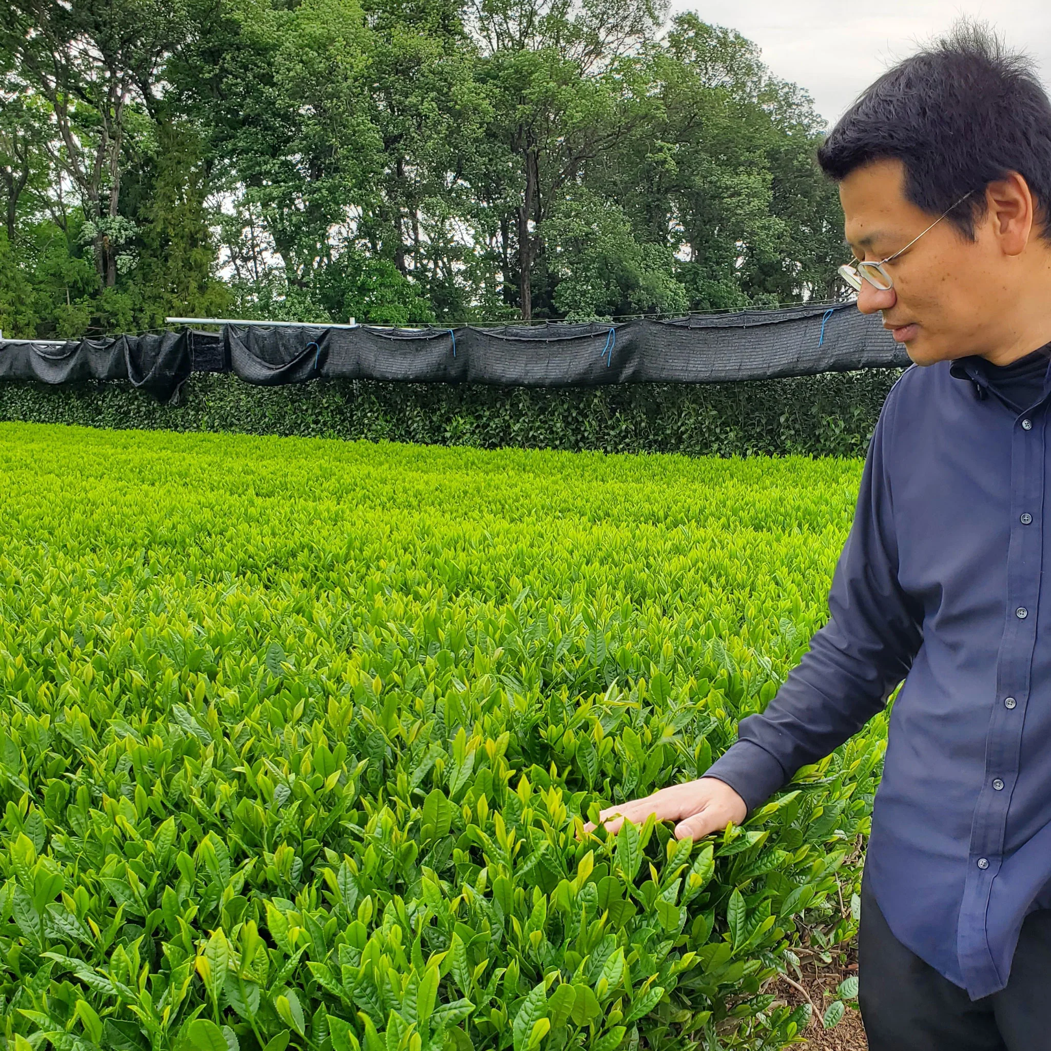 Cascading Hills Sencha | Green Tea - Image 4