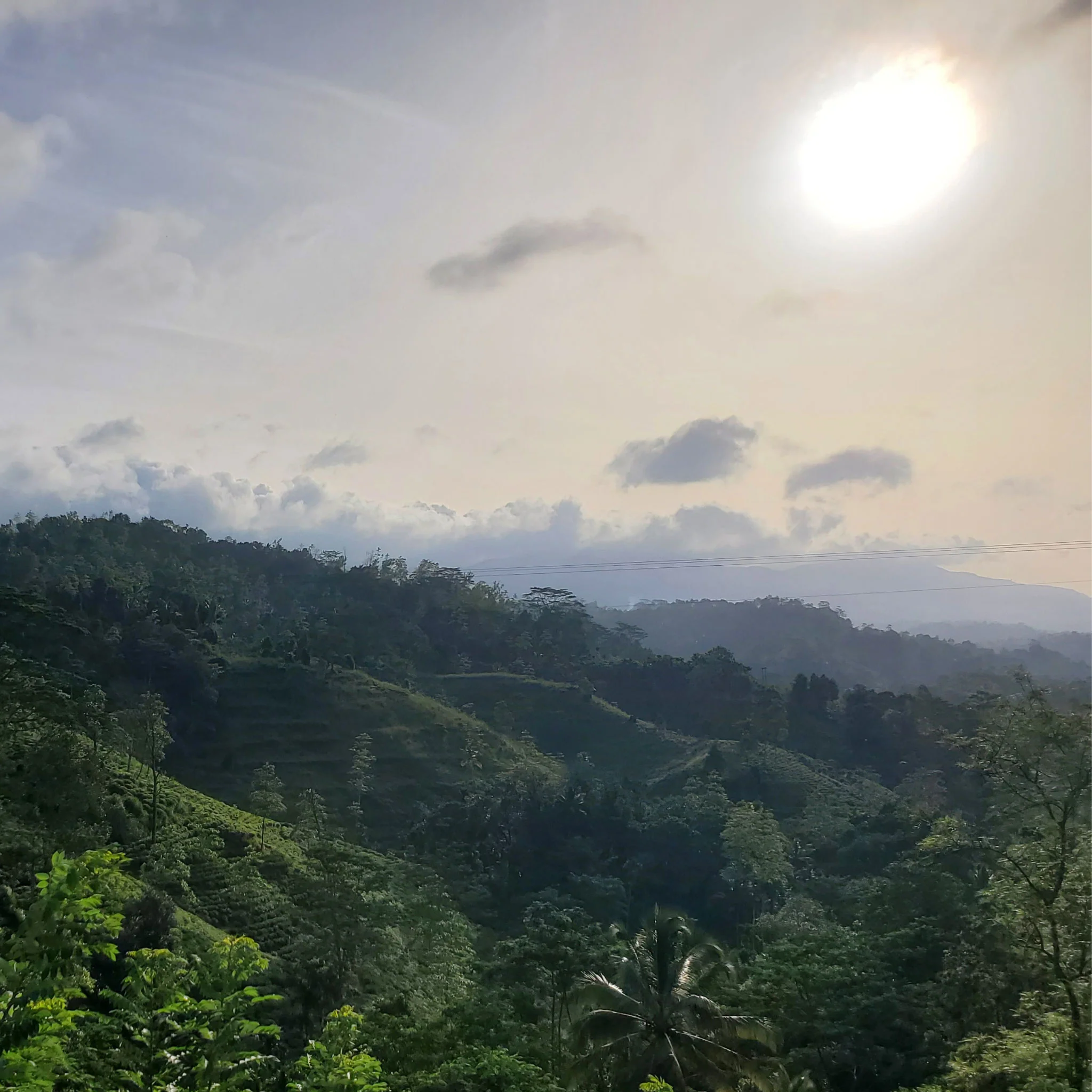 Ceylon Burning Sun | Black Tea - Image 4