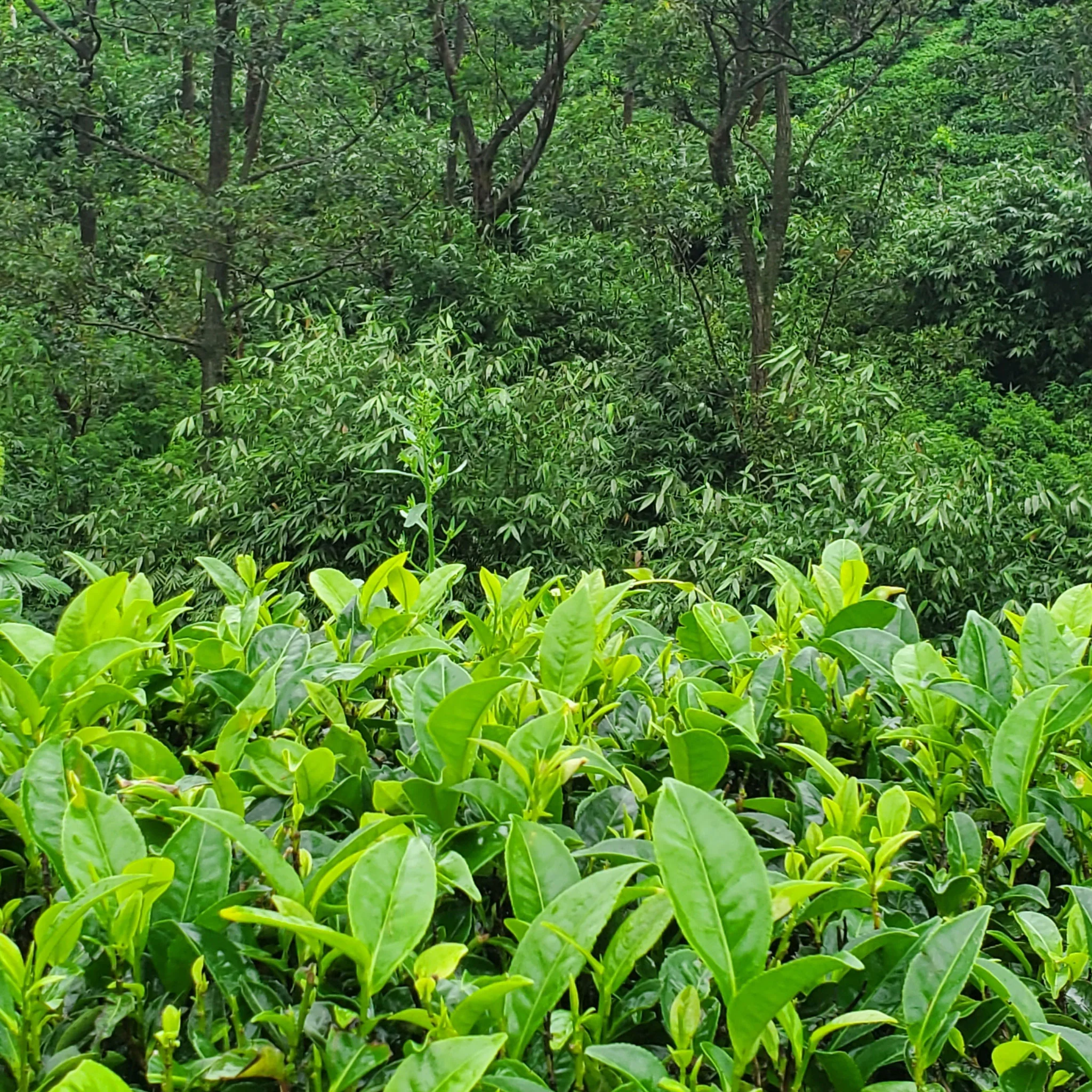 Ceylon Clipper Ship | Black Tea - Image 4