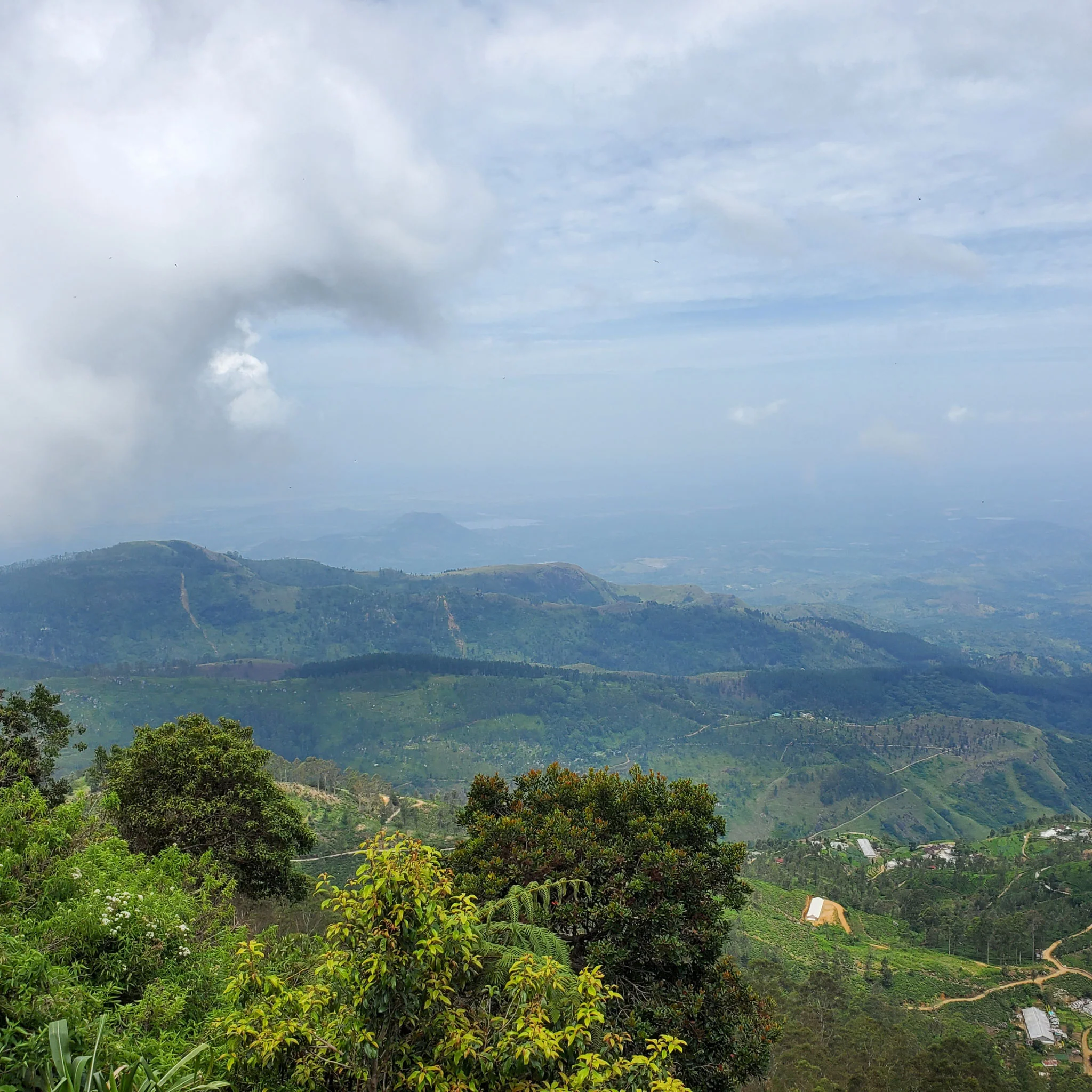 Ceylon Morning Harvest | Black Tea - Image 3