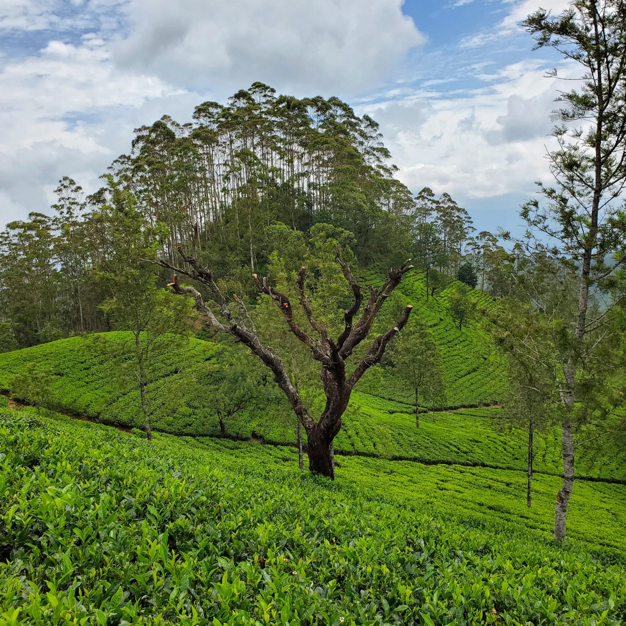 Ceylon Morning Harvest | Black Tea - Image 4
