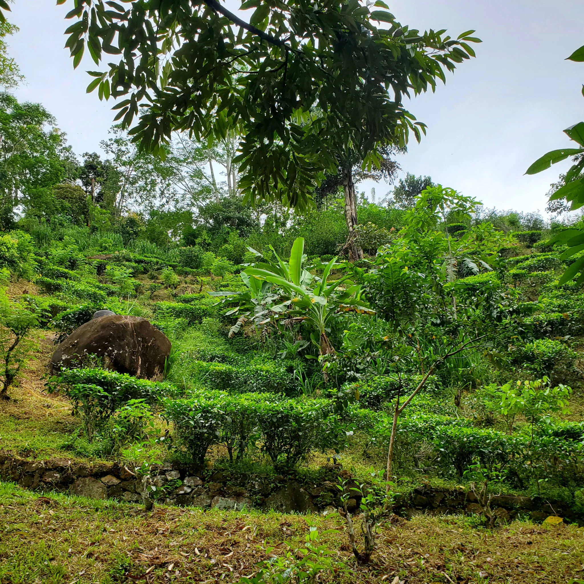 Ceylon Monsoon 1st Flush | Black Tea - Image 4