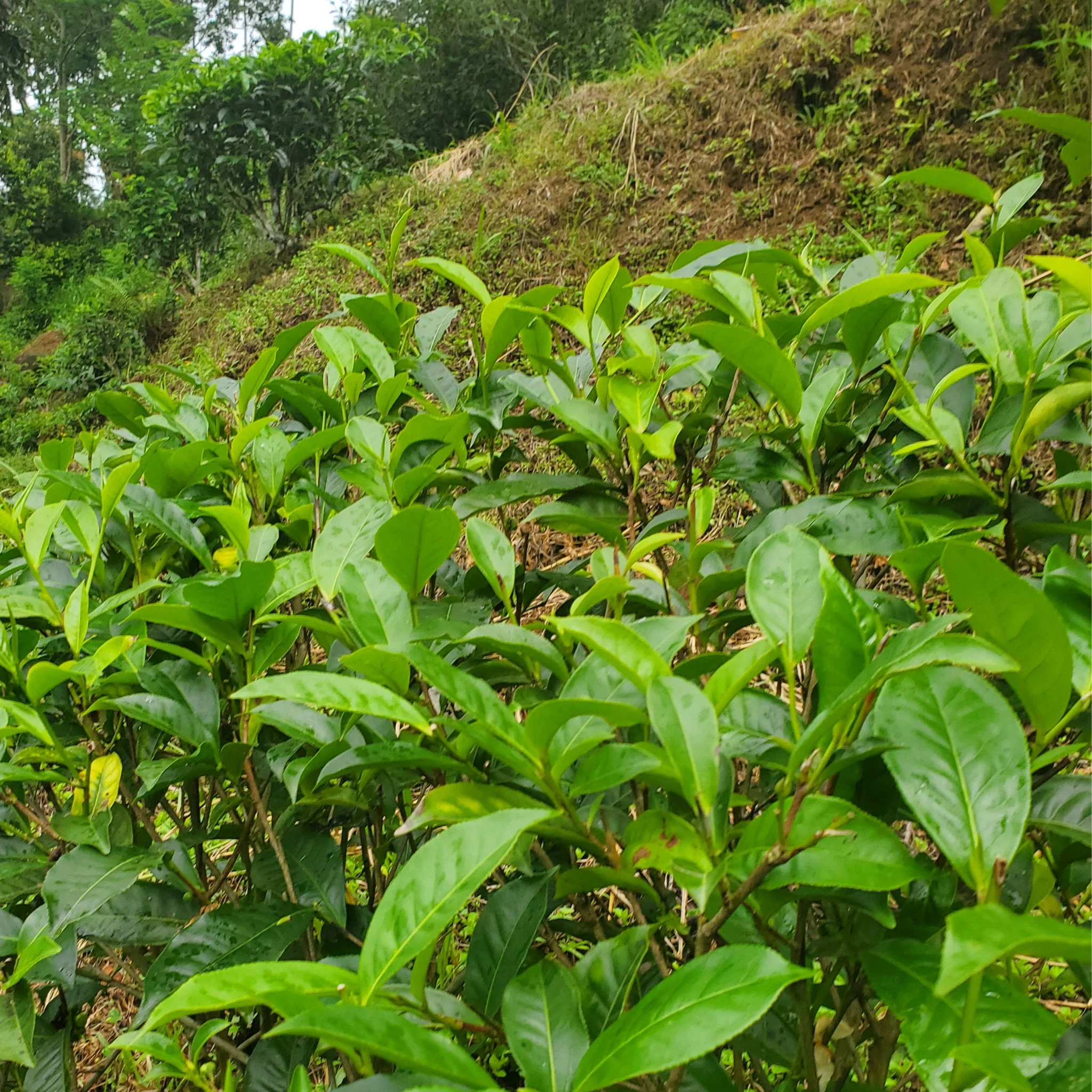 Ceylon Monsoon 1st Flush | Black Tea - Image 3