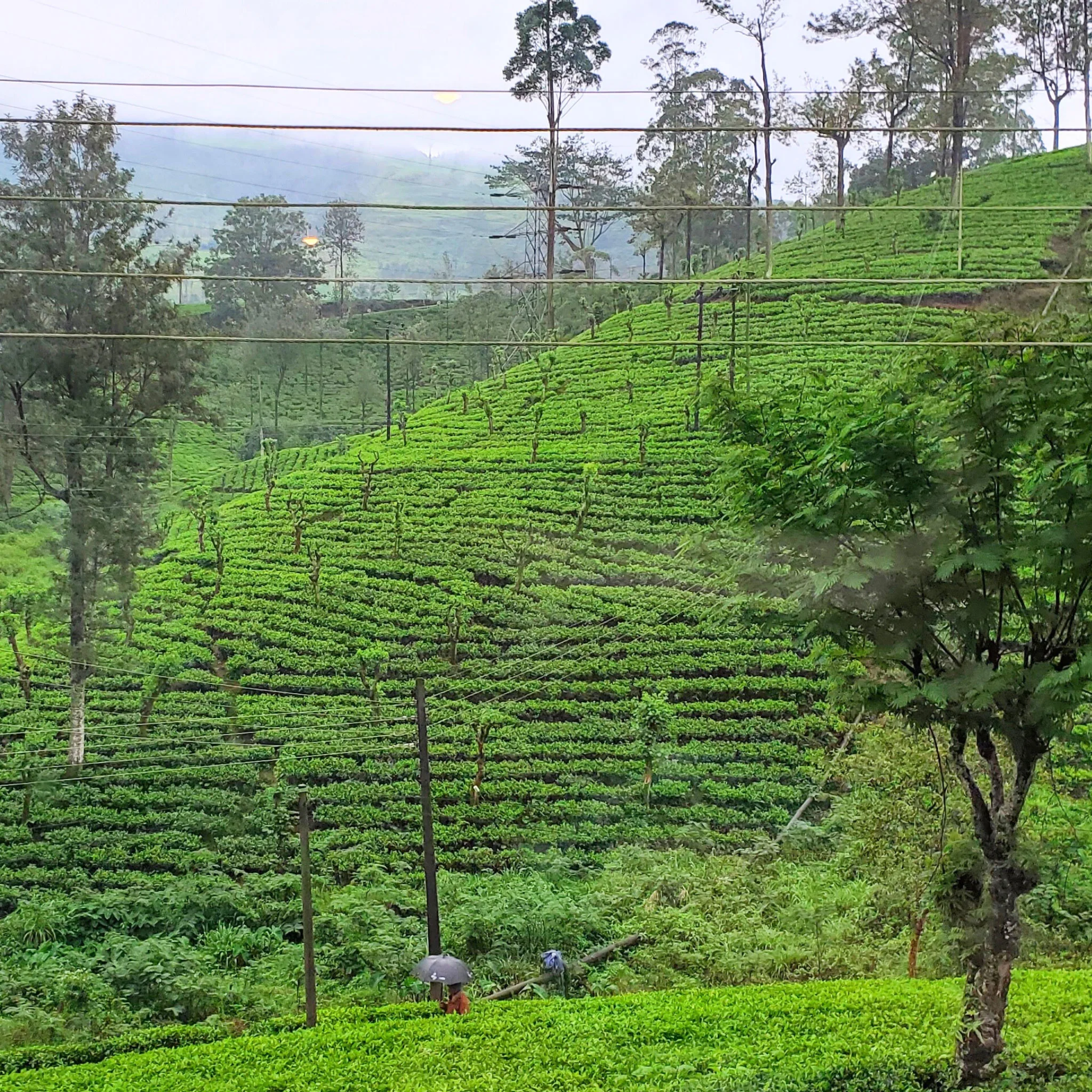 Ceylon Planter's Bungalow | Black Tea - Image 4