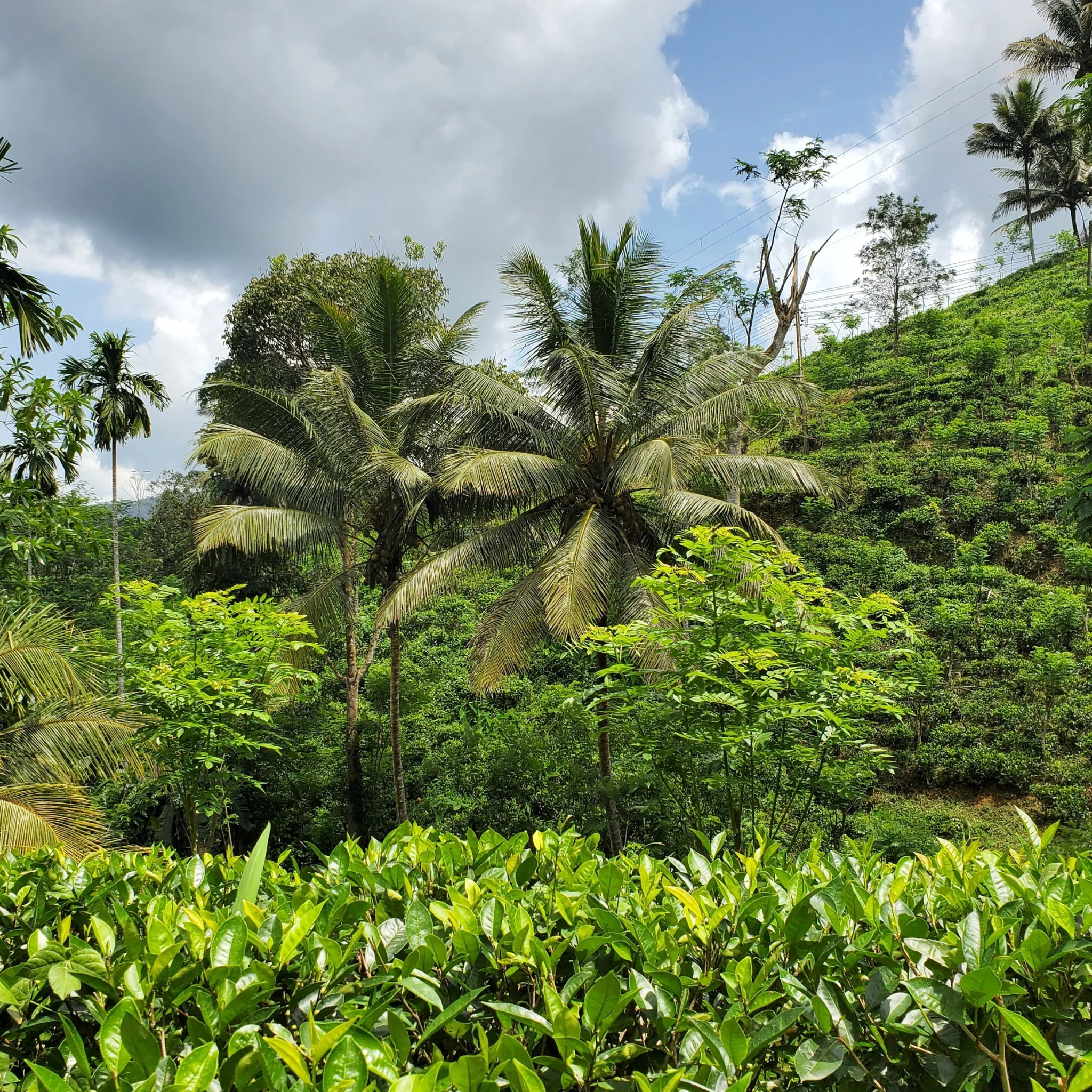 Ceylon Rainforest Green Tea - Image 4