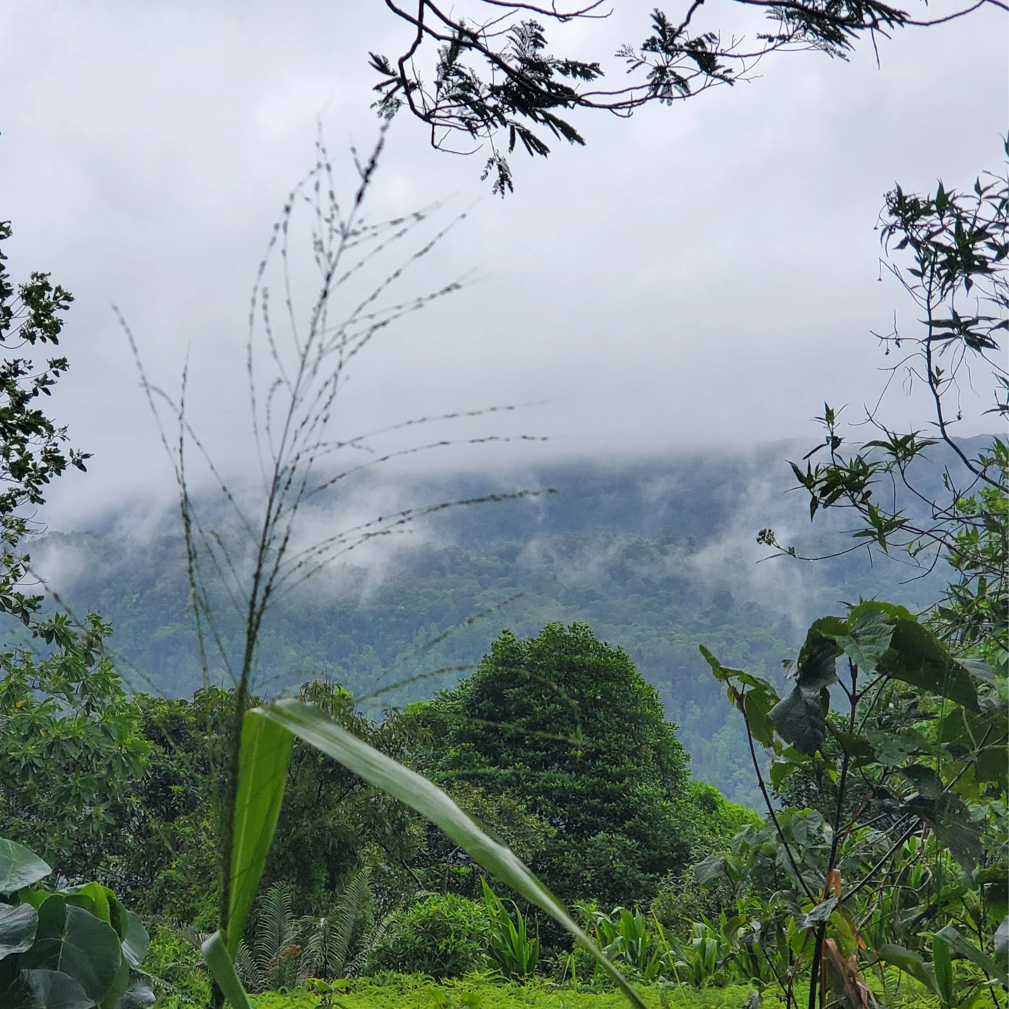 Ceylon Rainforest Green Tea - Image 5