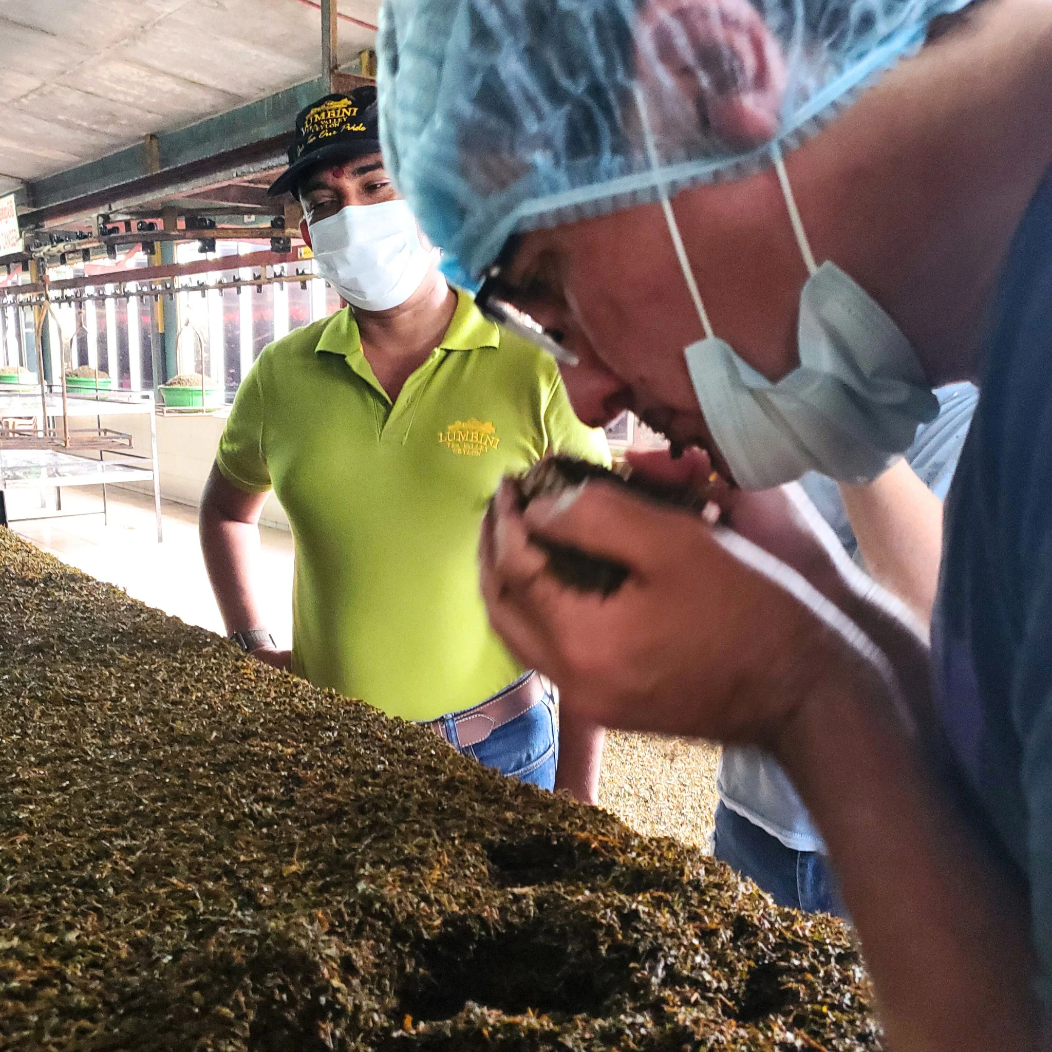 Ceylon Seafarer | Black Tea - Image 4