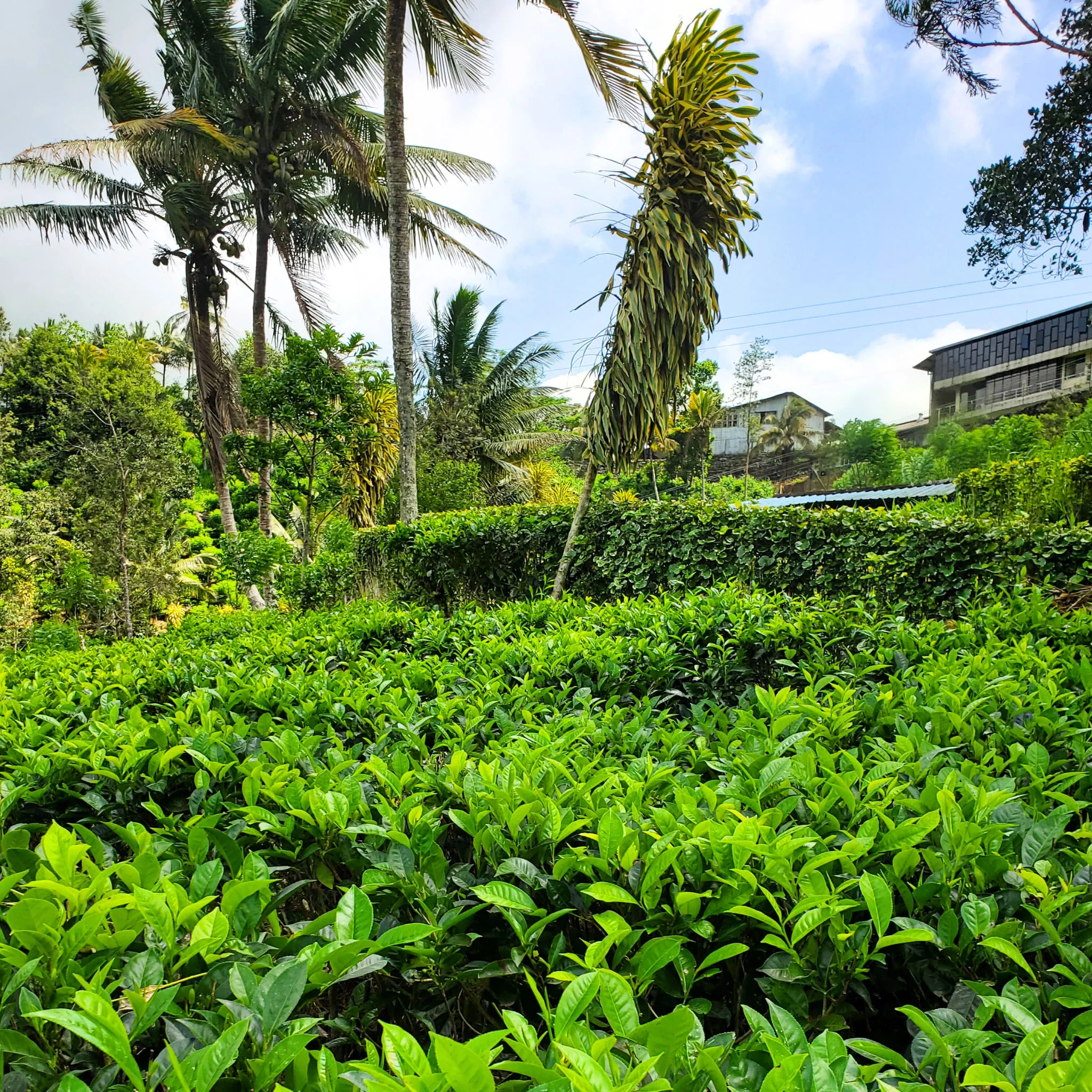 Ceylon Seafarer | Black Tea - Image 5