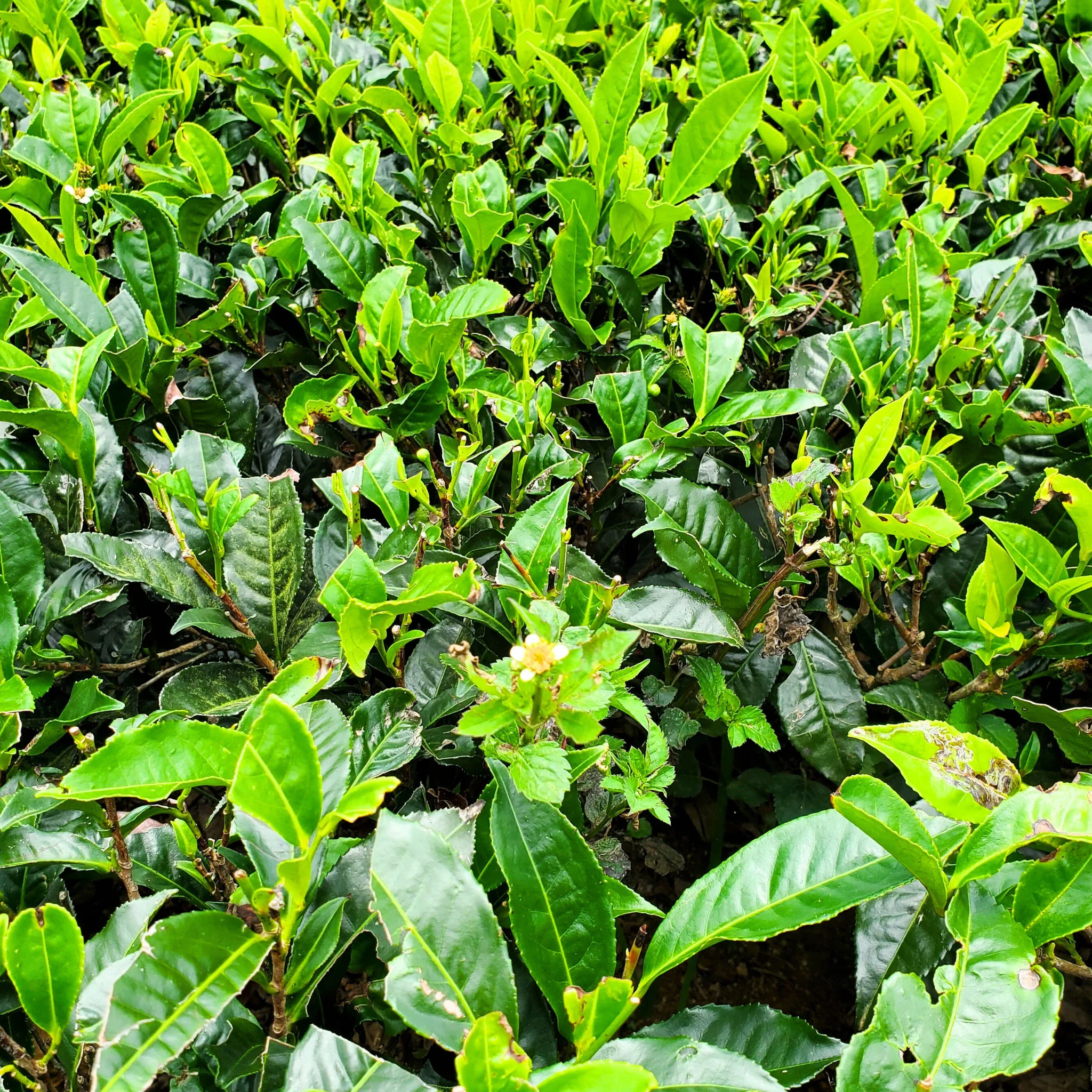 Ceylon Secret Stash | Black Tea - Image 3