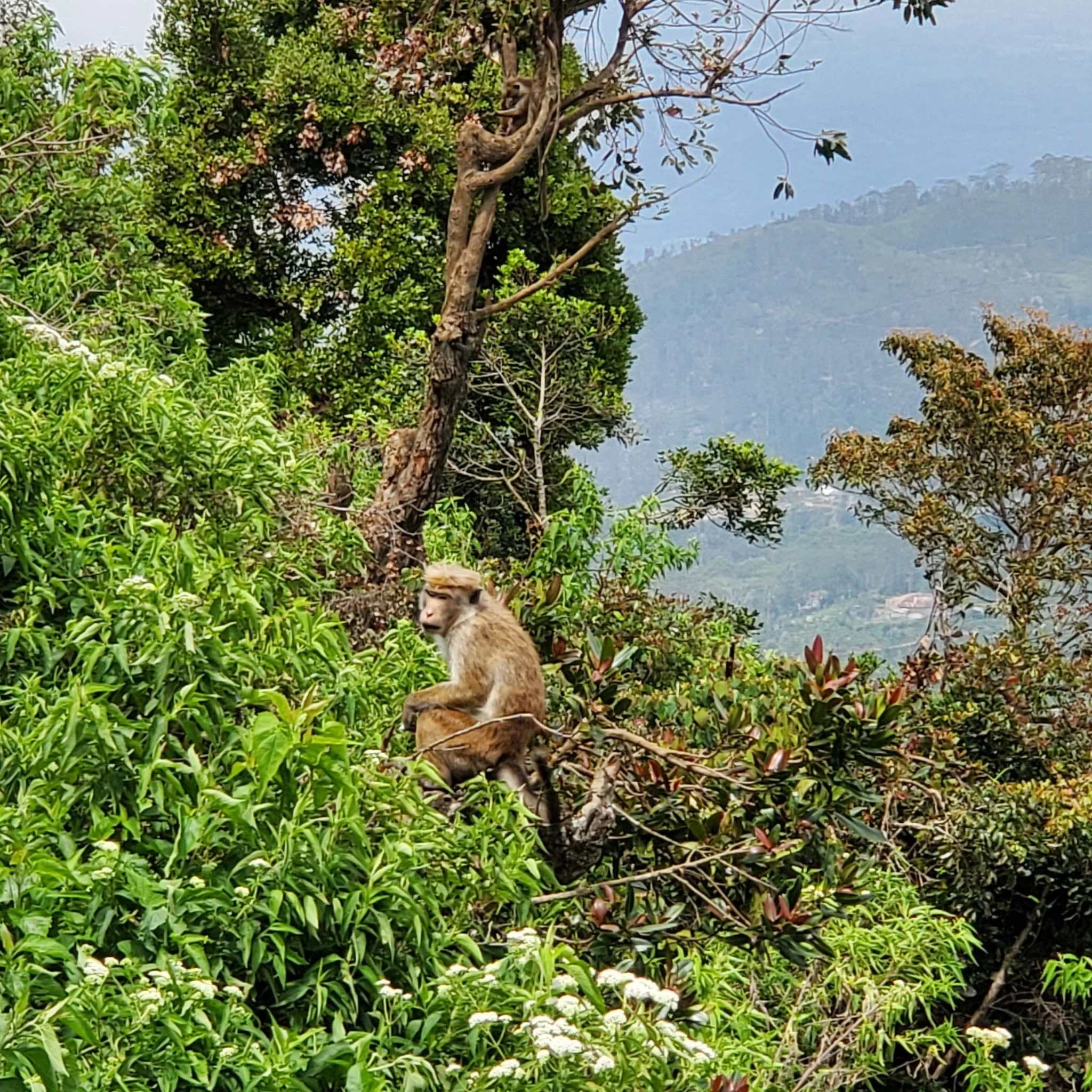 Ceylon Silent Jungle | Black Tea - Image 3