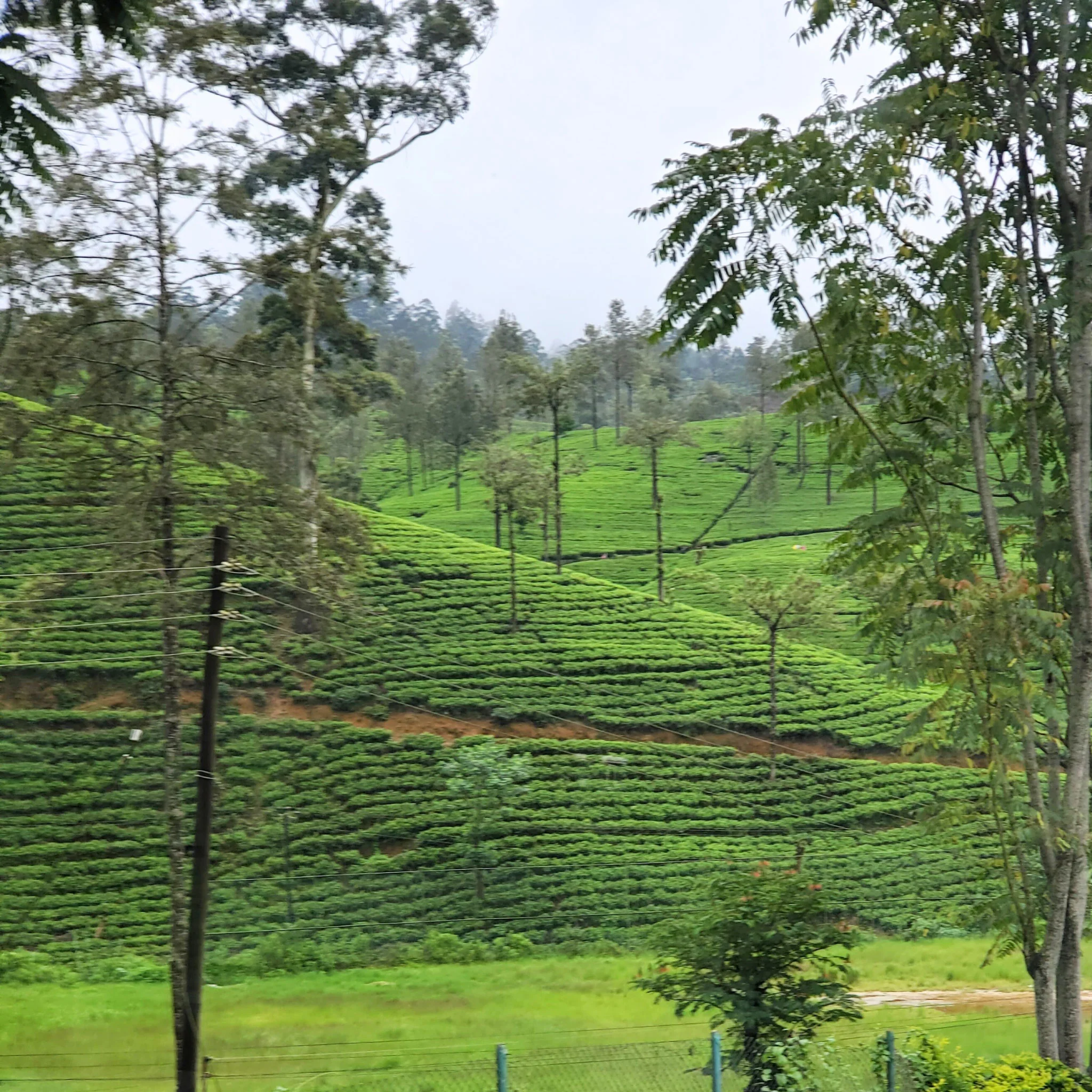 Ceylon Silent Jungle | Black Tea - Image 4