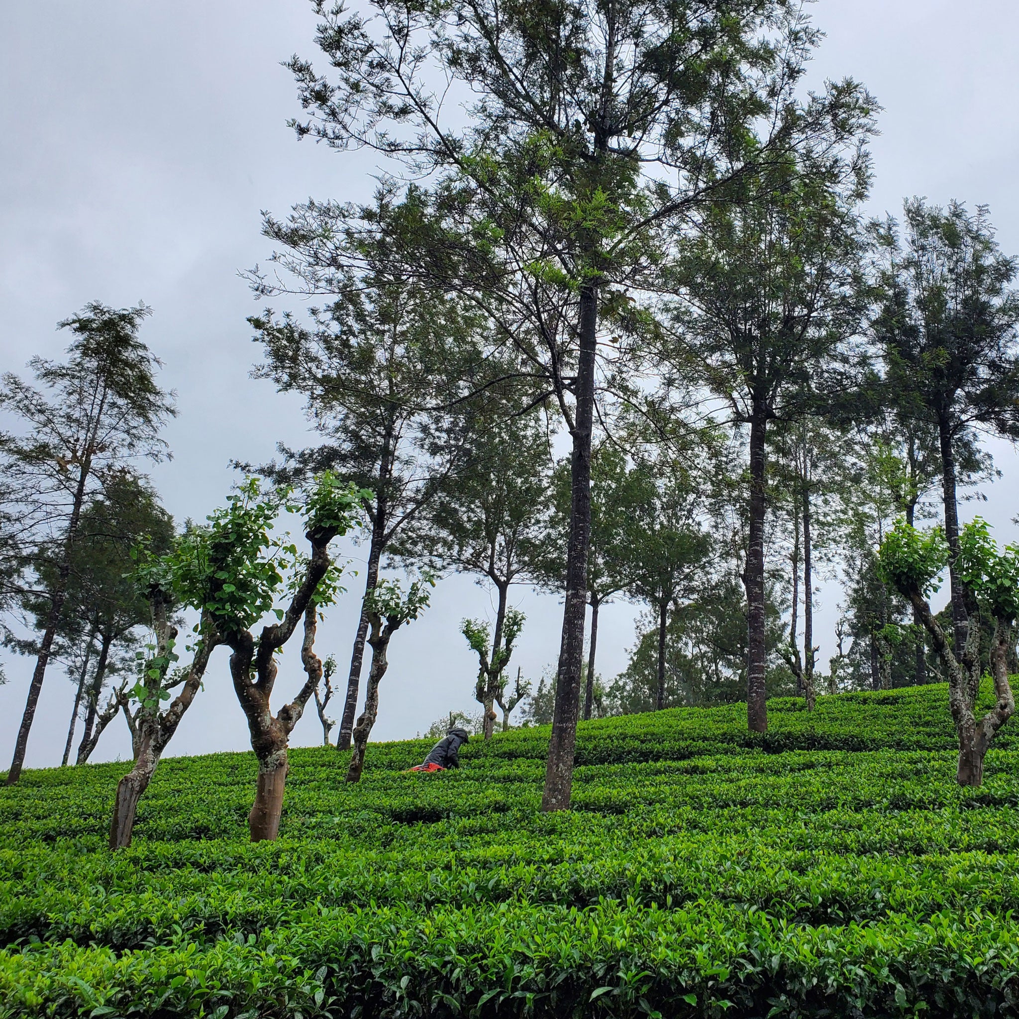 Ceylon Tuk-Tuk | Black Tea - Image 5