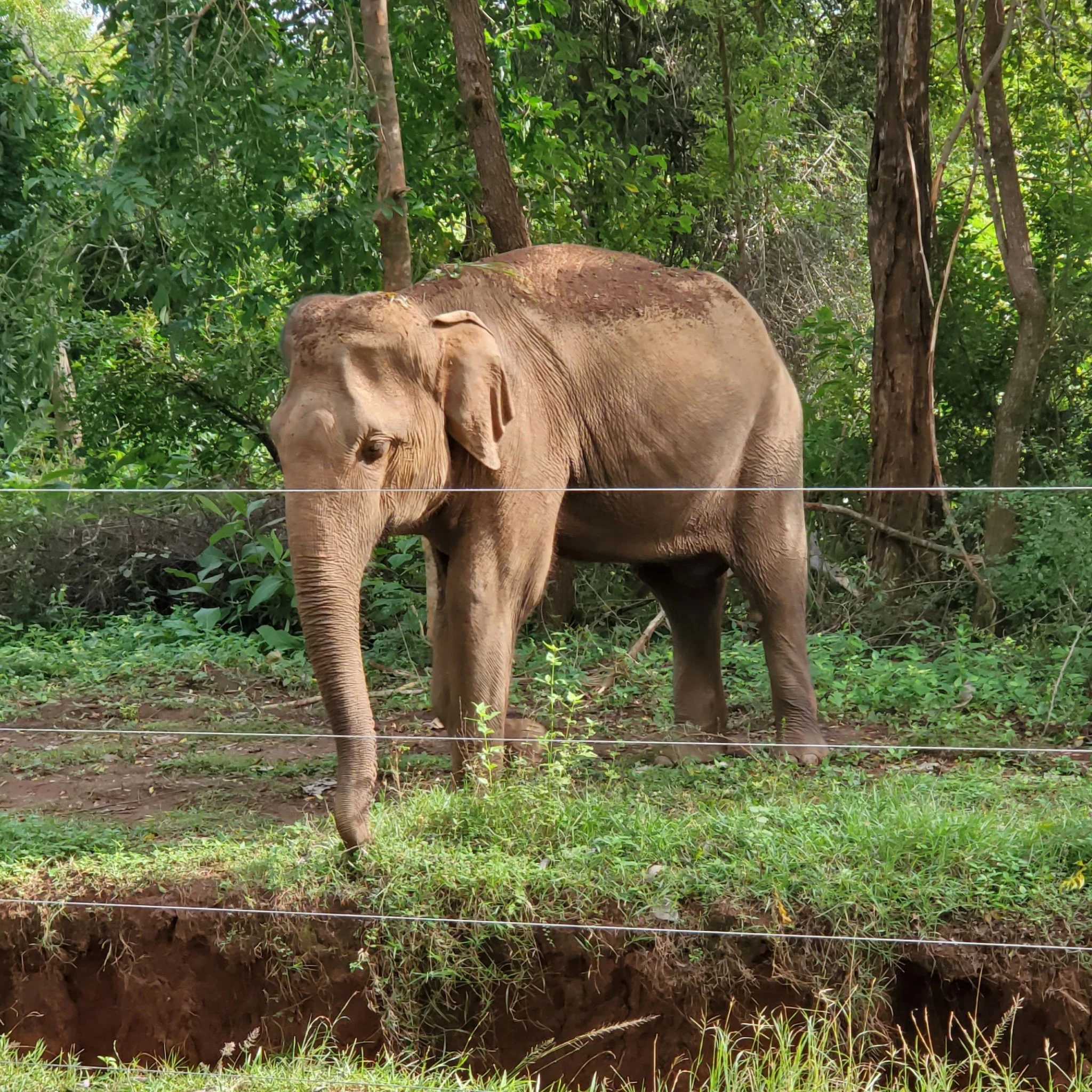Ceylon Wild Elephant | Black Tea - Image 3