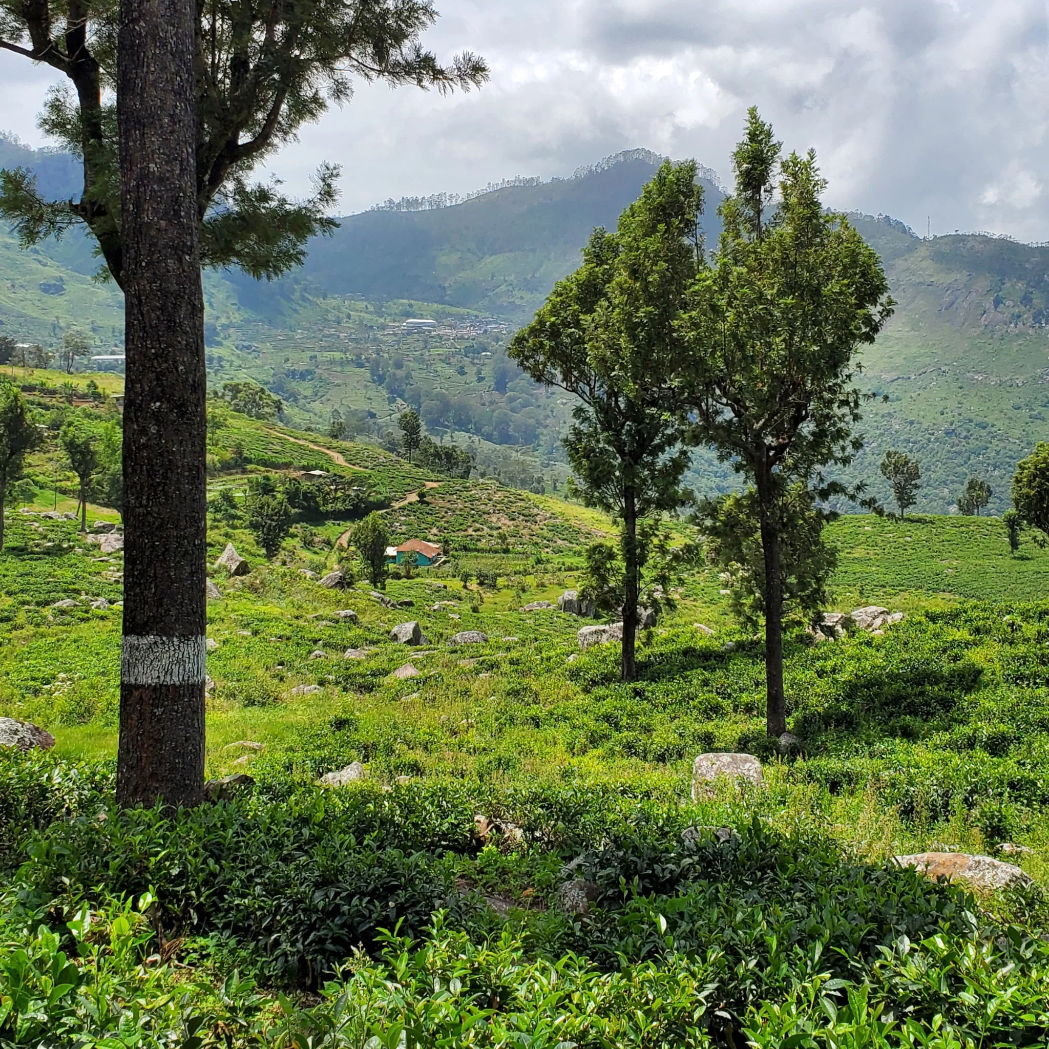 Ceylon Wild Elephant | Black Tea - Image 4