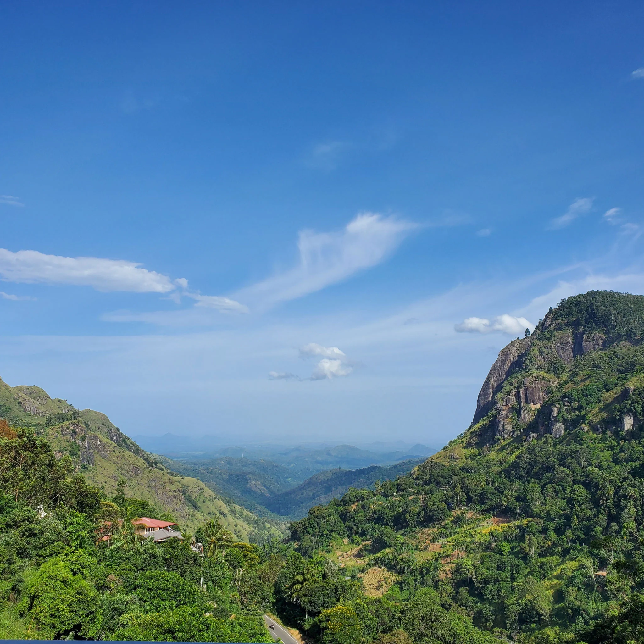 Ceylon Wild Elephant | Black Tea - Image 5