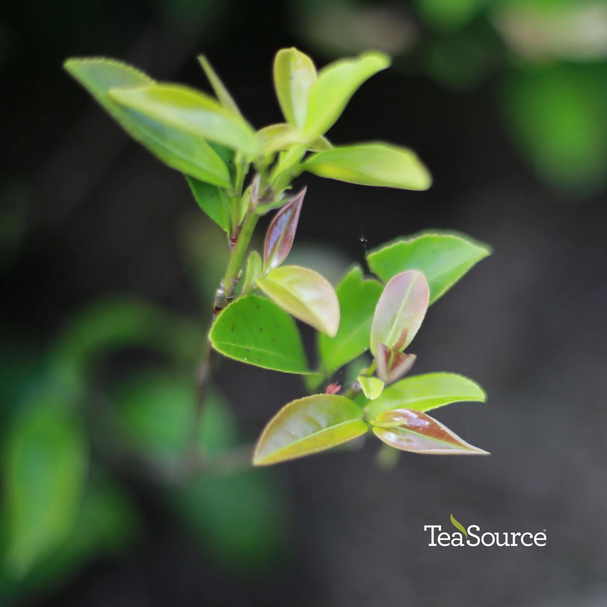 Daredevil Dan Cong | Oolong Tea - Image 10