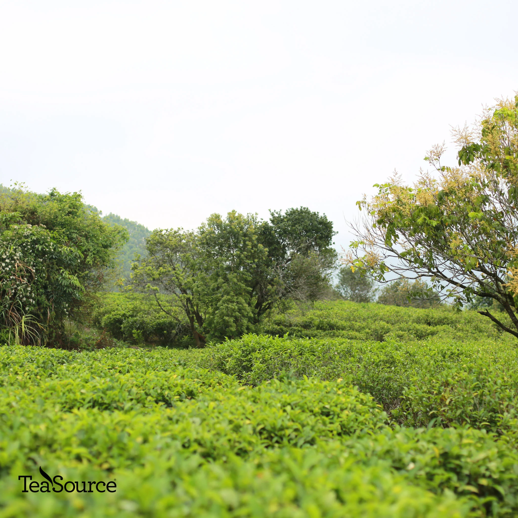 Daredevil Dan Cong | Oolong Tea - Image 4