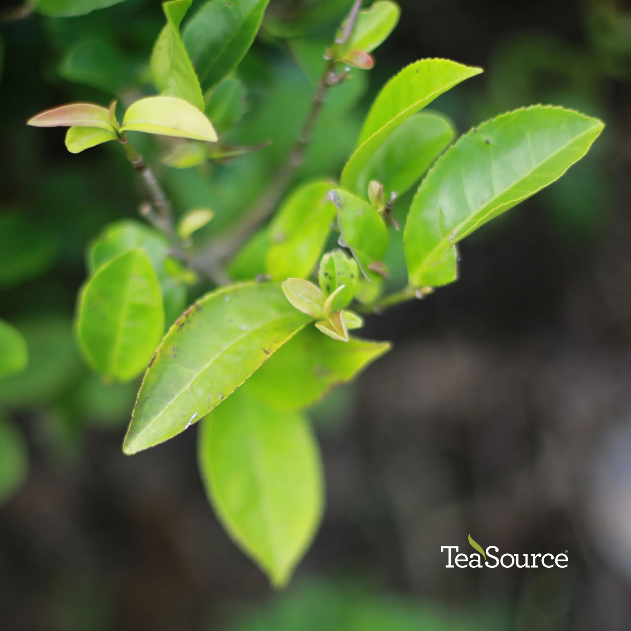 Daredevil Dan Cong | Oolong Tea - Image 7