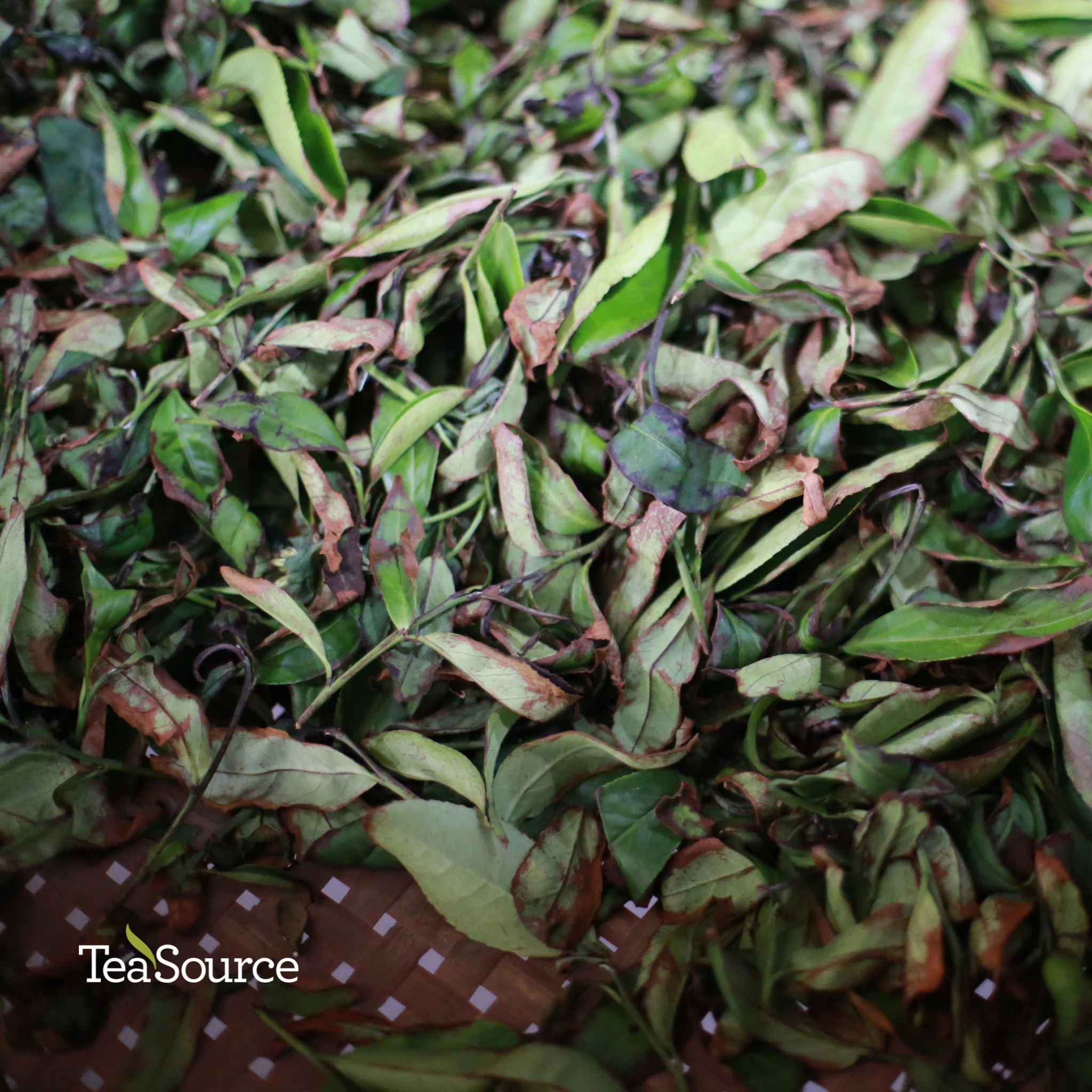 Daredevil Dan Cong | Oolong Tea - Image 8