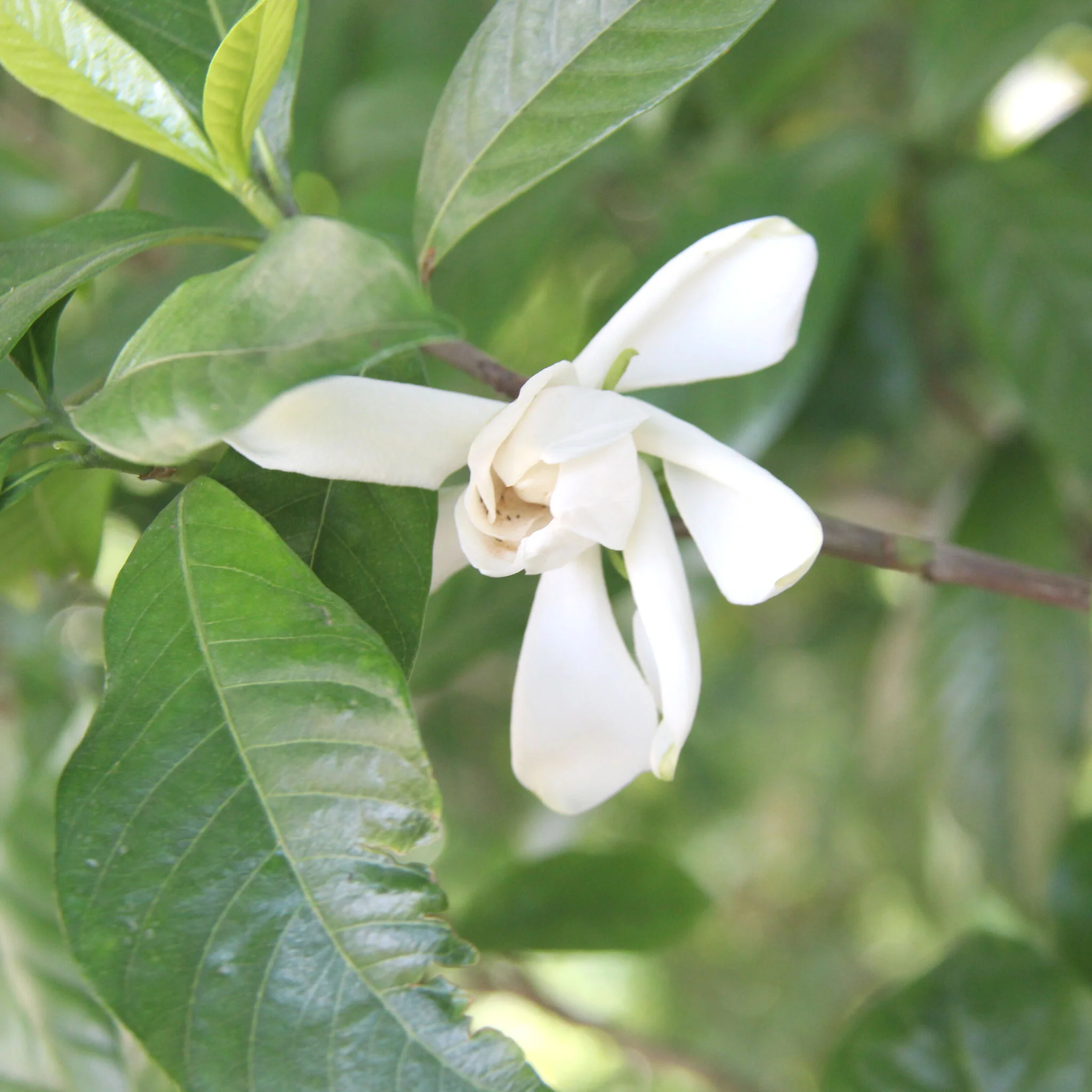 Gardenia Puer | Ripe (Shu) Puer Tea - Image 4