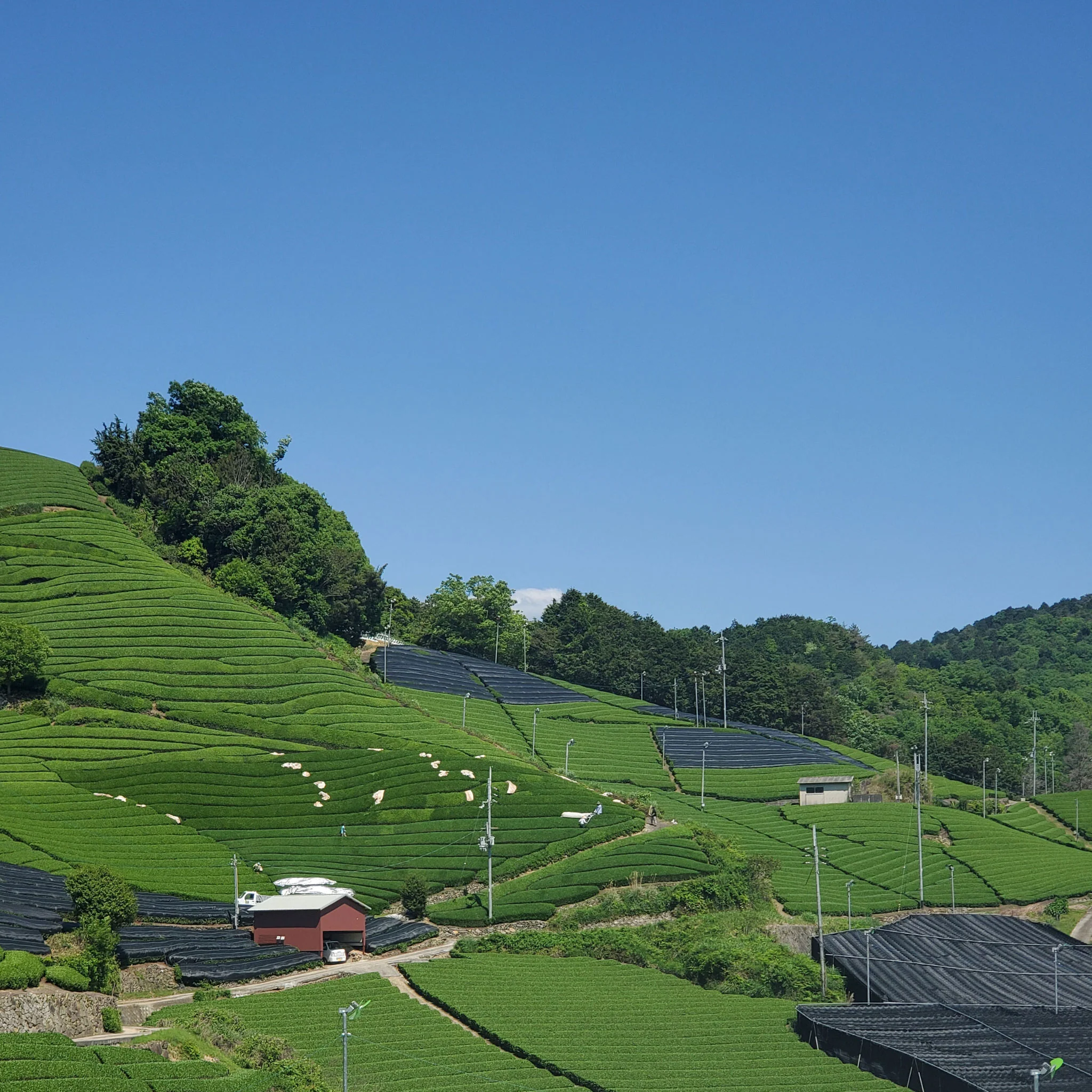 Gazebo Gyokuro | Green Tea - Image 3