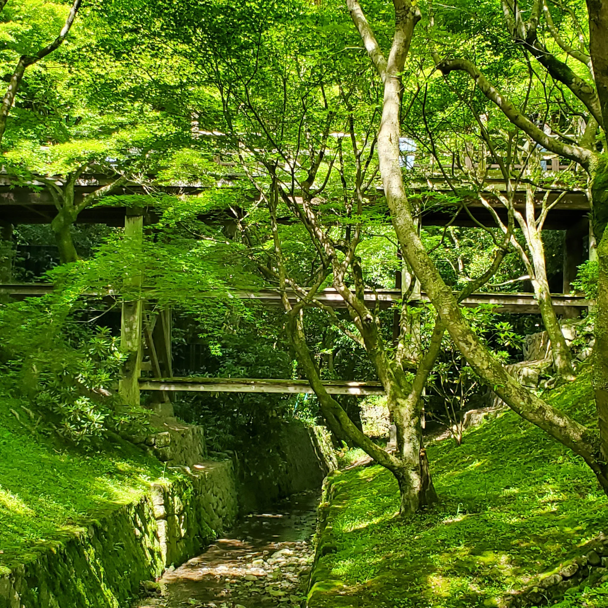 Gazebo Gyokuro | Green Tea - Image 4