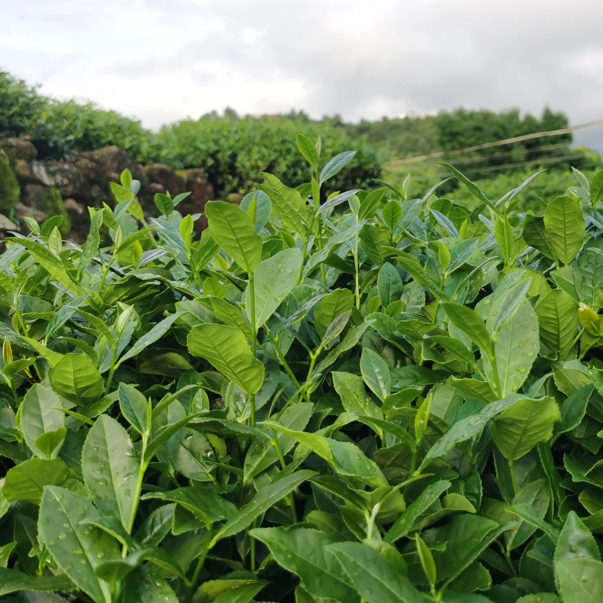 Green Garden Tieguanyin | Oolong Tea - Image 3