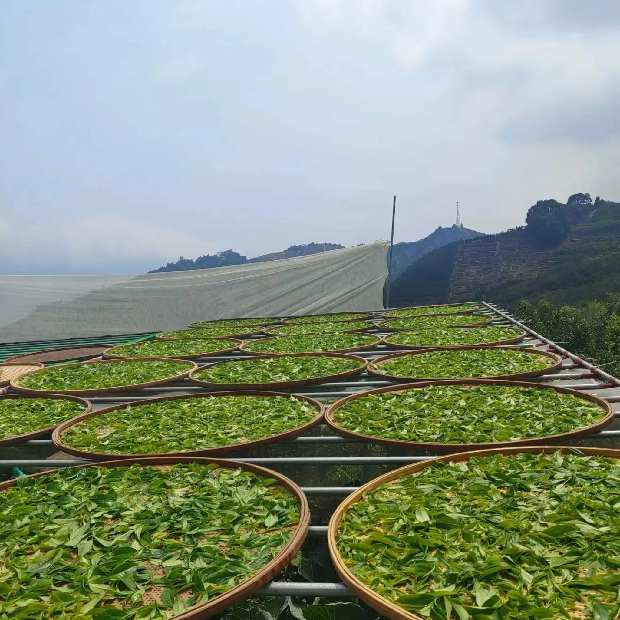 Green Garden Tieguanyin | Oolong Tea - Image 4