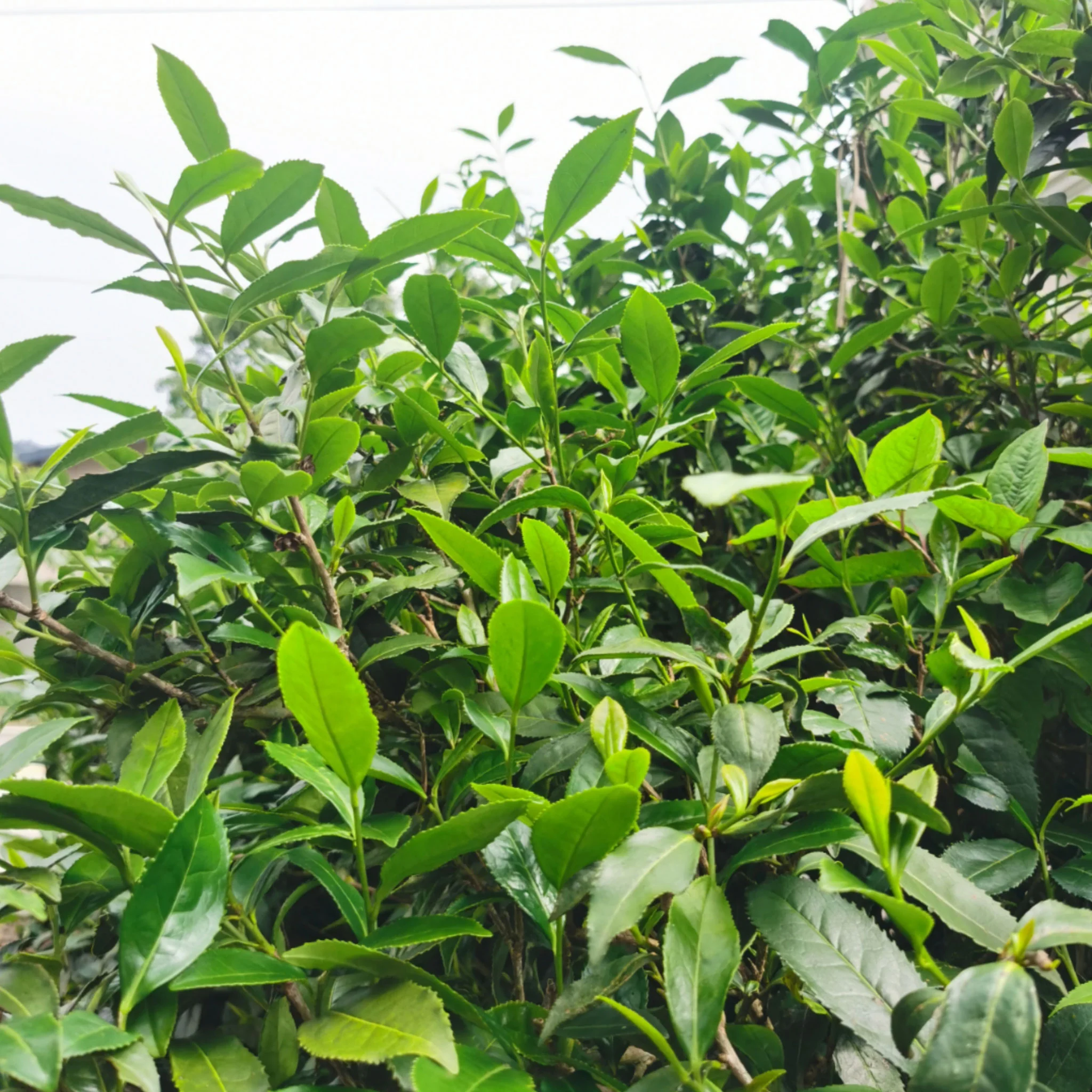Green Garden Tieguanyin | Oolong Tea - Image 5