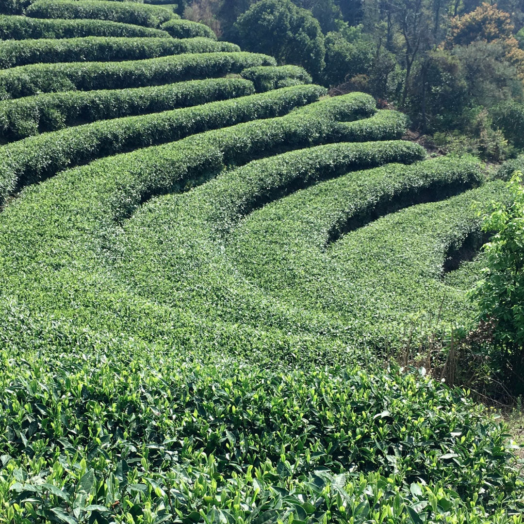 Homestead | Green Tea - Image 3