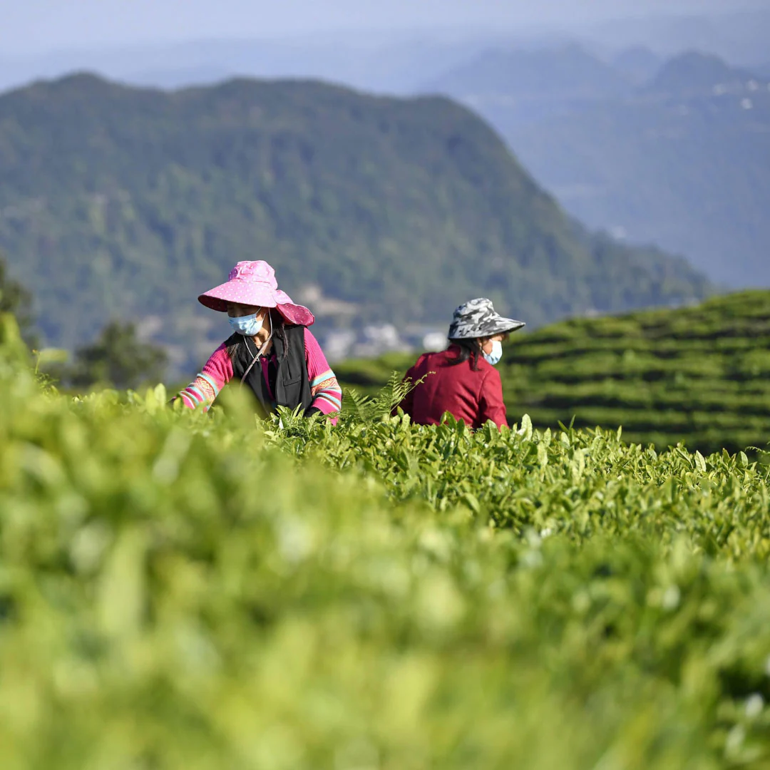 Homestead | Green Tea - Image 4