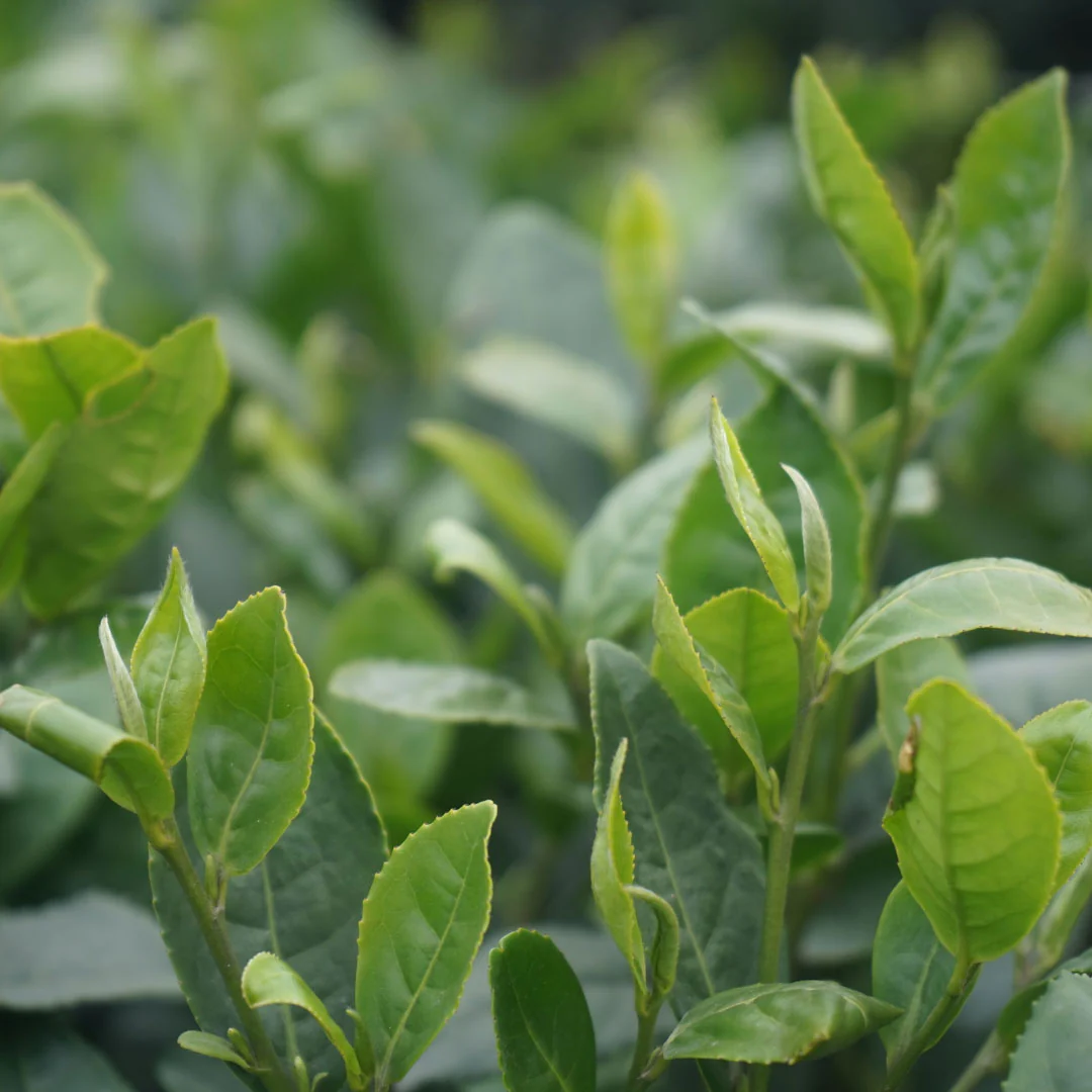 Homestead | Green Tea - Image 5
