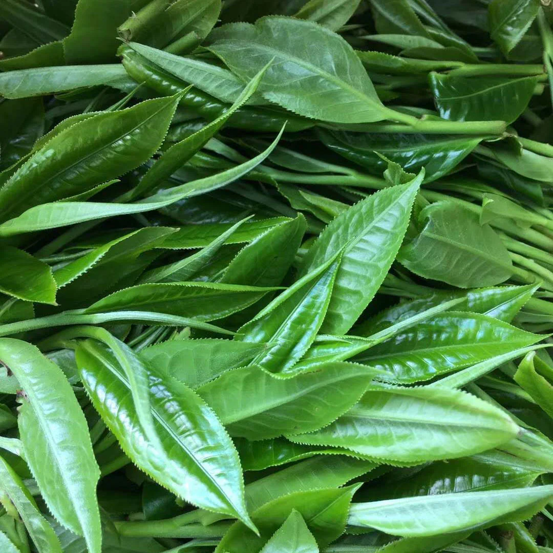 Jack of Diamonds | Raw (Sheng) Puer Tea - Image 4