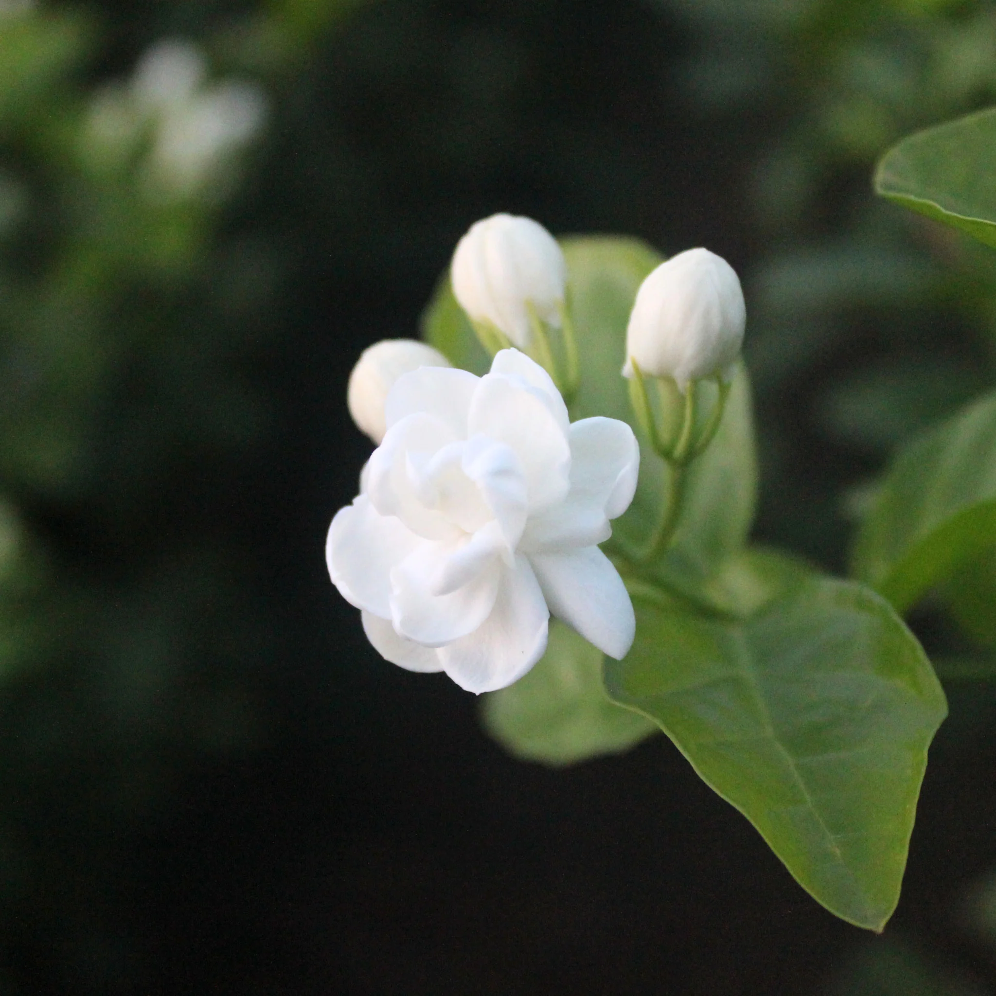 Jasmine Dragon Pearls | Green Tea - Image 3