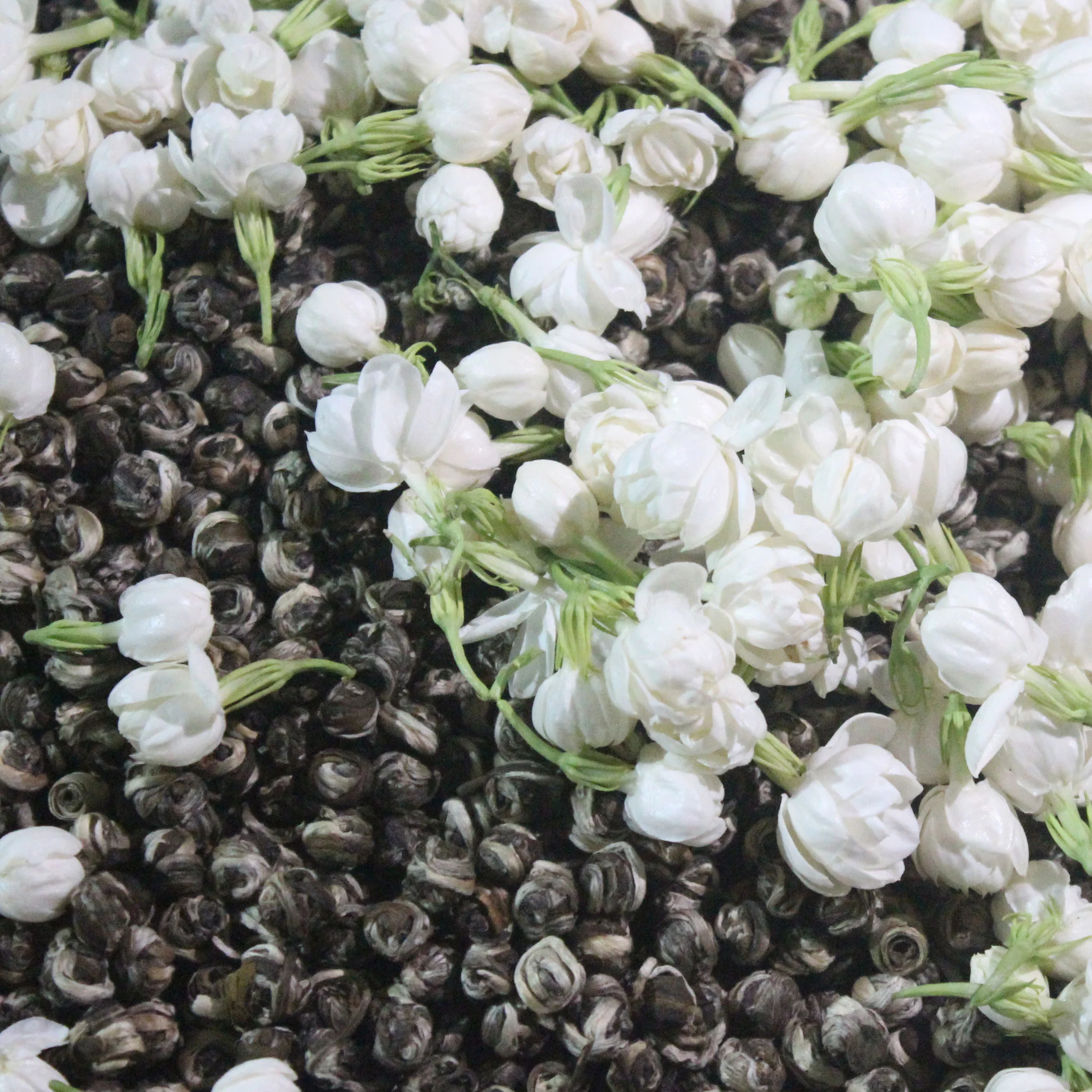 Jasmine Dragon Pearls | Green Tea - Image 4
