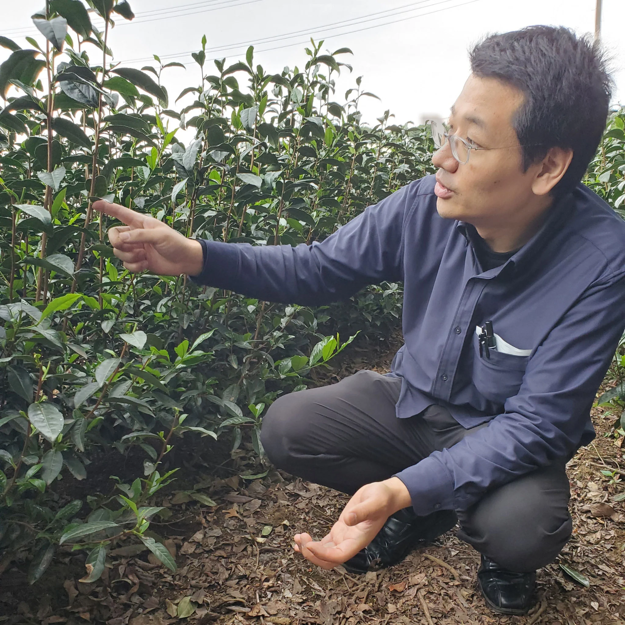Kettle Black Hojicha | Black Tea - Image 3