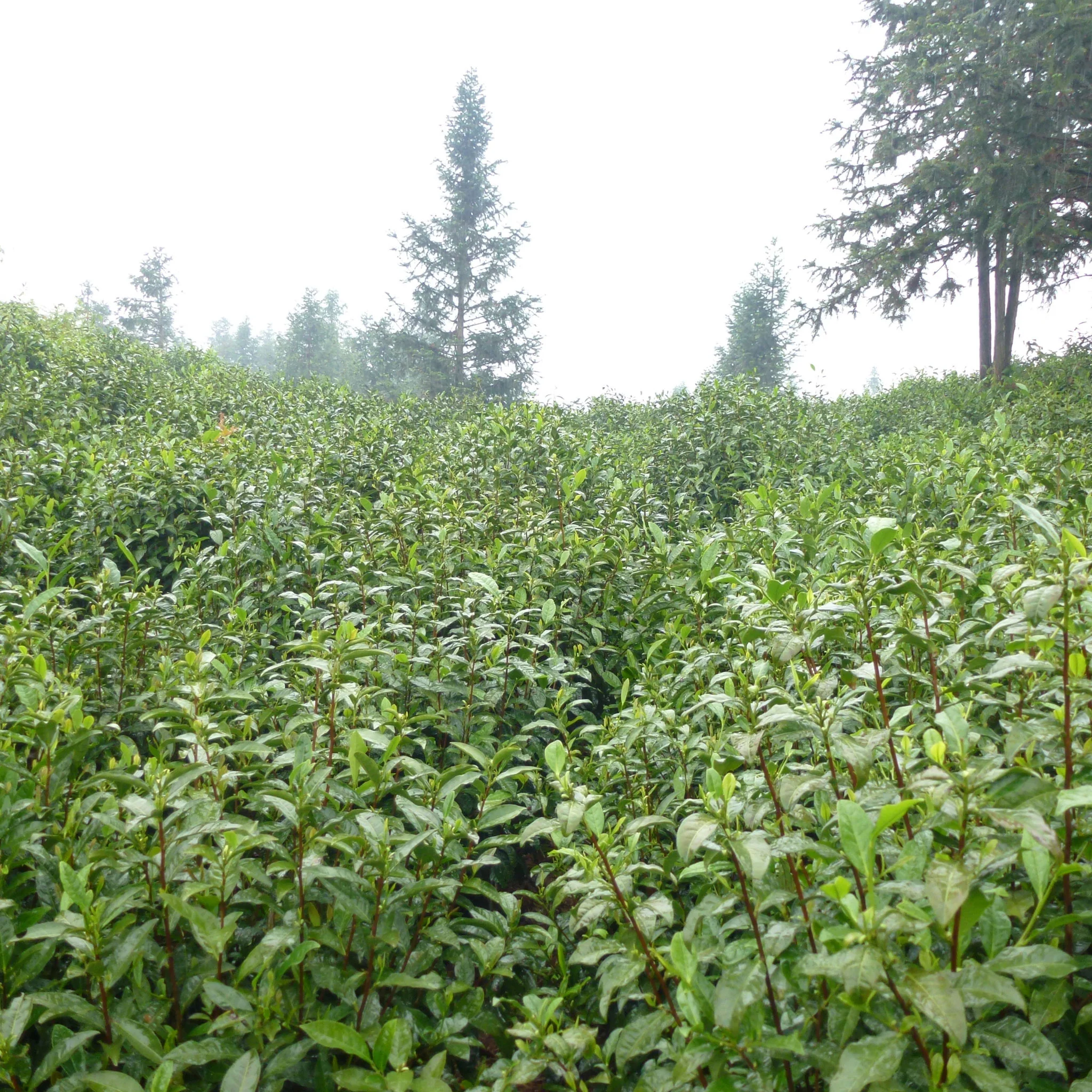 King's Keemun | Black Tea - Image 3
