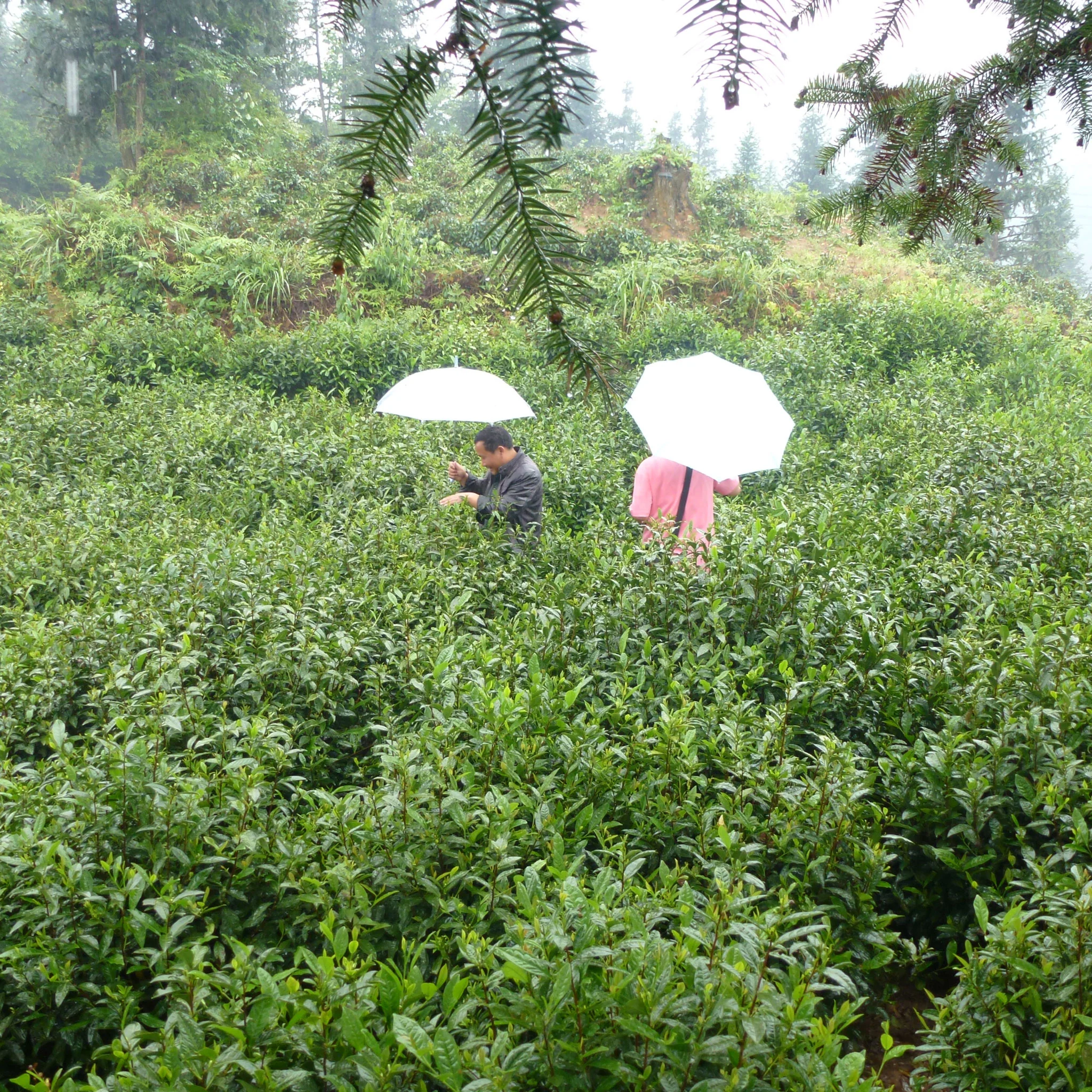 King's Keemun | Black Tea - Image 4