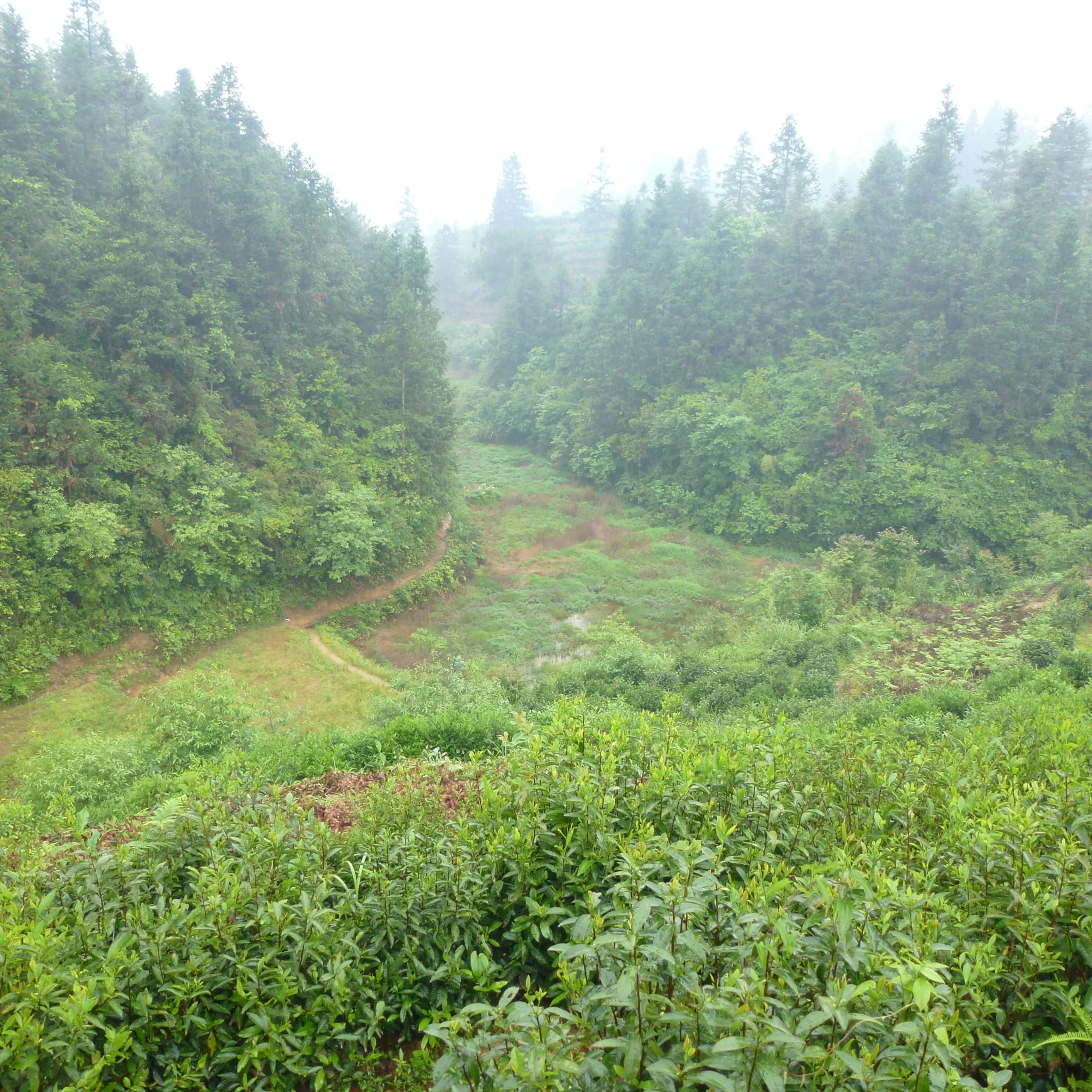 King's Keemun | Black Tea - Image 5