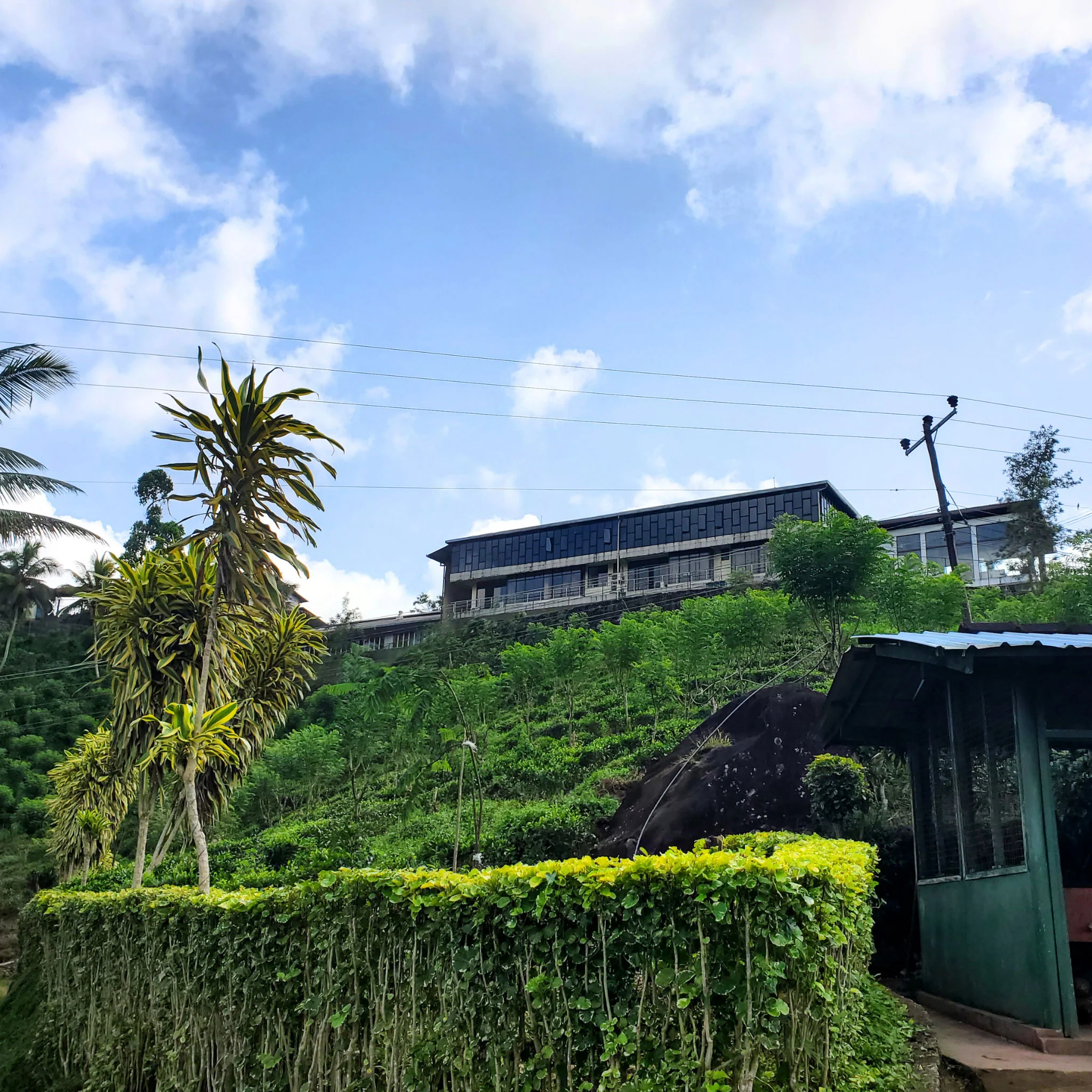 Little Island Ceylon | Black Tea - Image 4