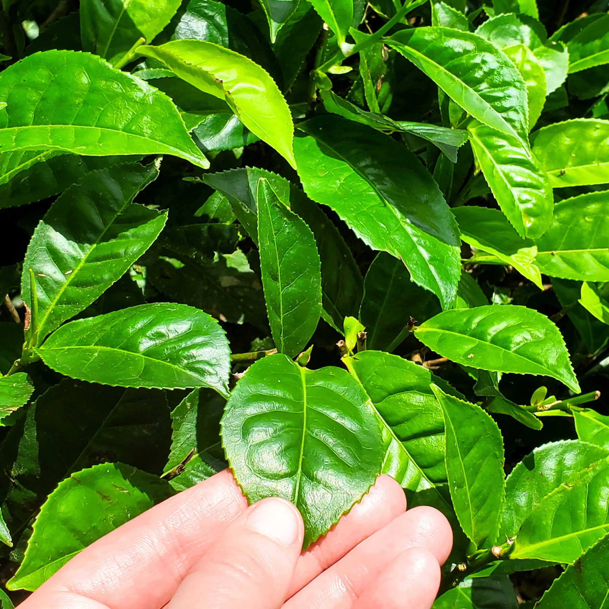 Little Island Ceylon | Black Tea - Image 5