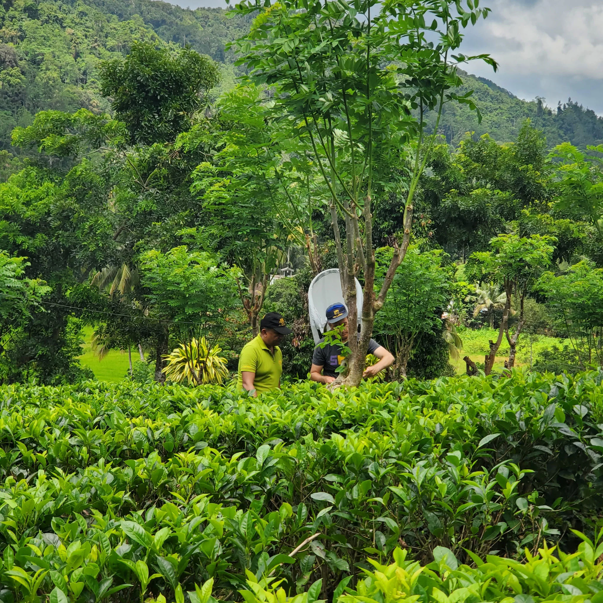 Little Island Ceylon | Black Tea - Image 6