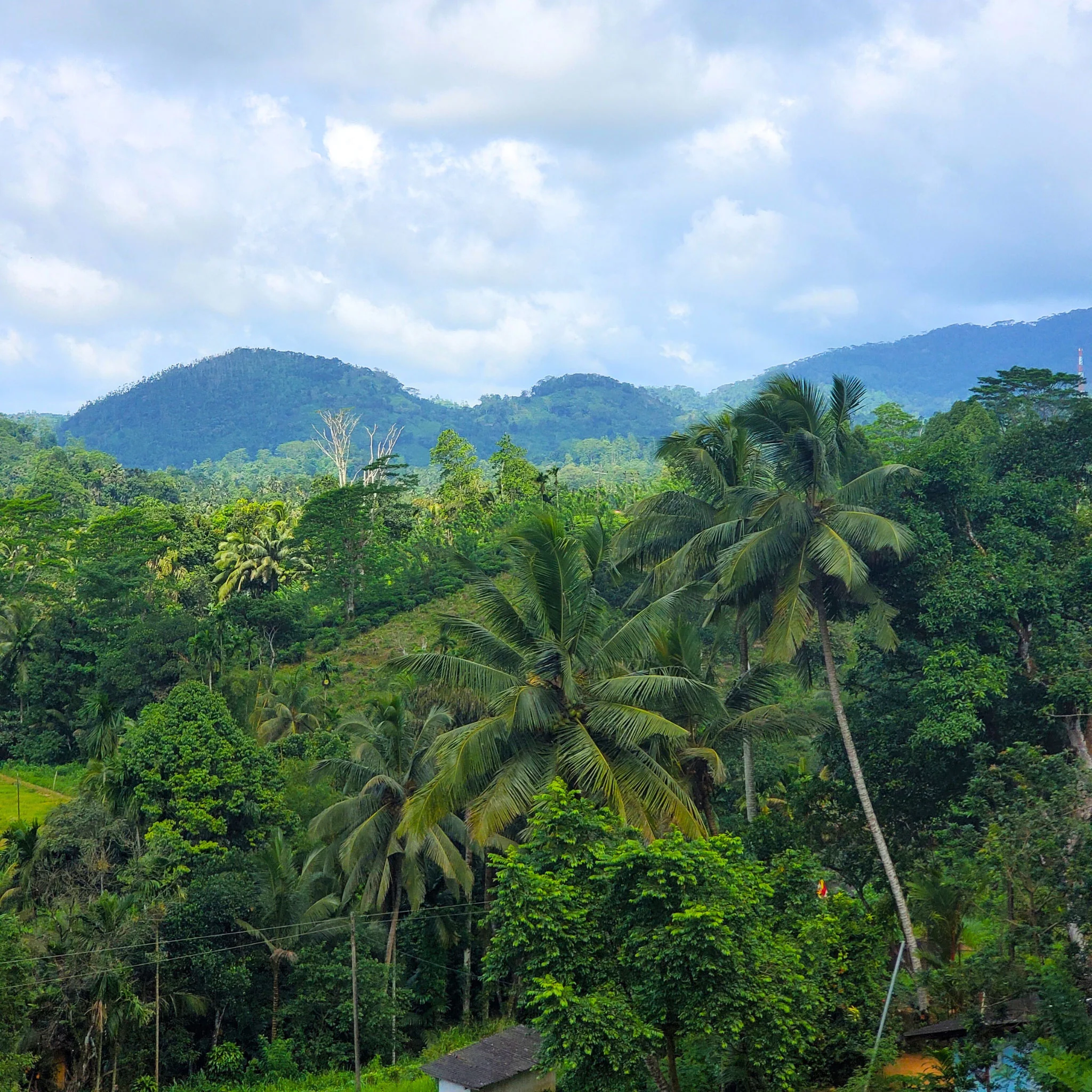 Little Island Ceylon | Black Tea - Image 7