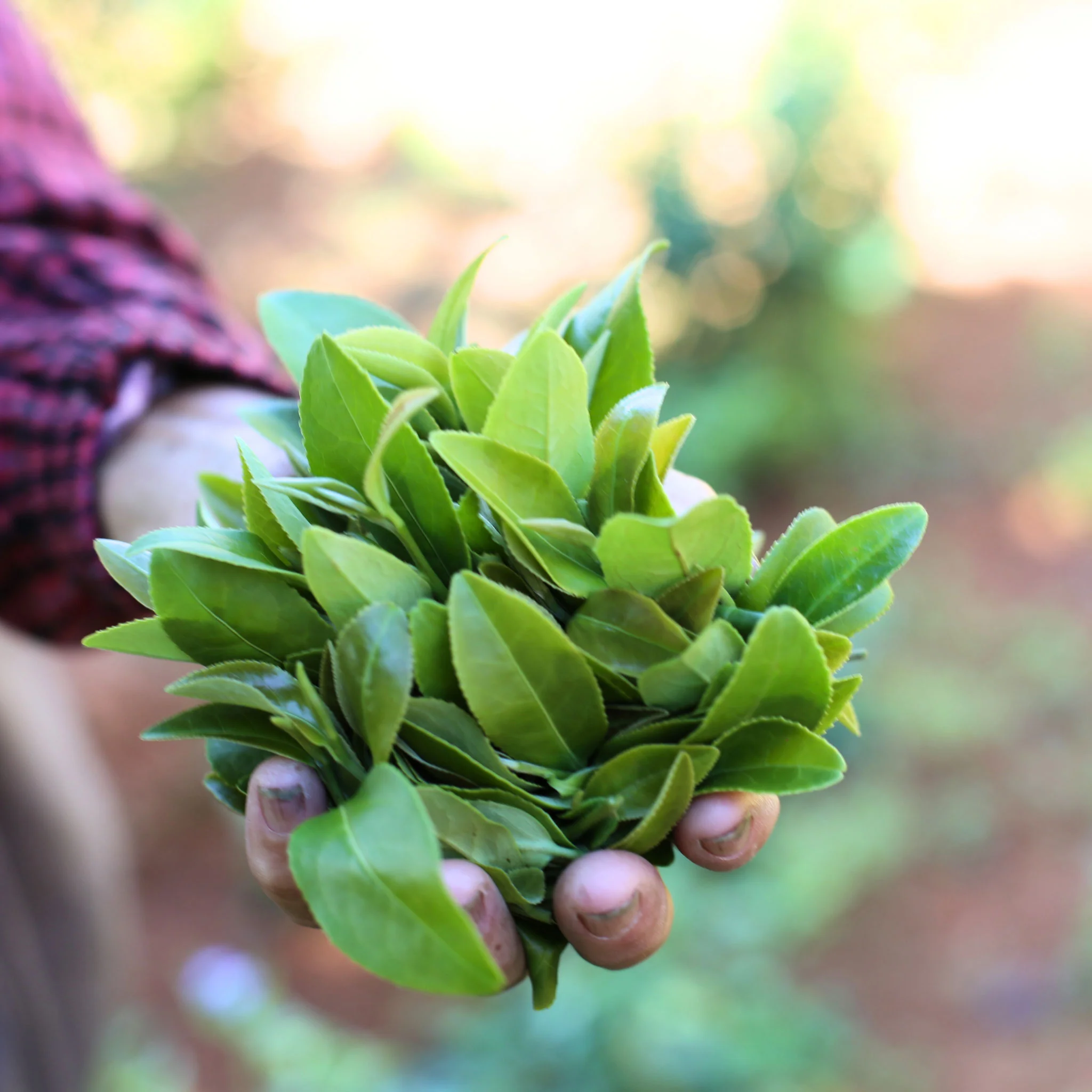 Lost Relic Tieguanyin | Oolong Tea - Image 4
