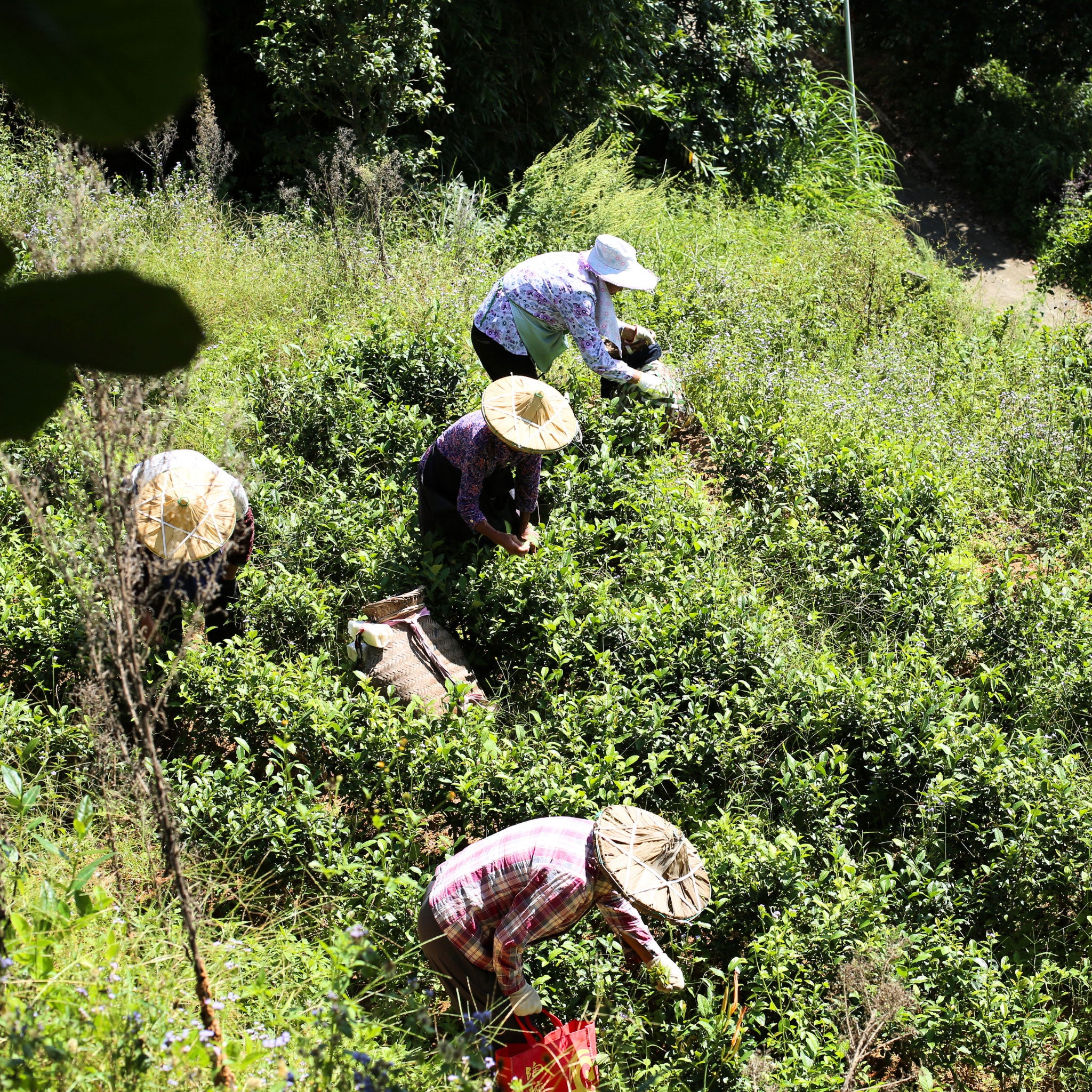 Lost Relic Tieguanyin | Oolong Tea - Image 5