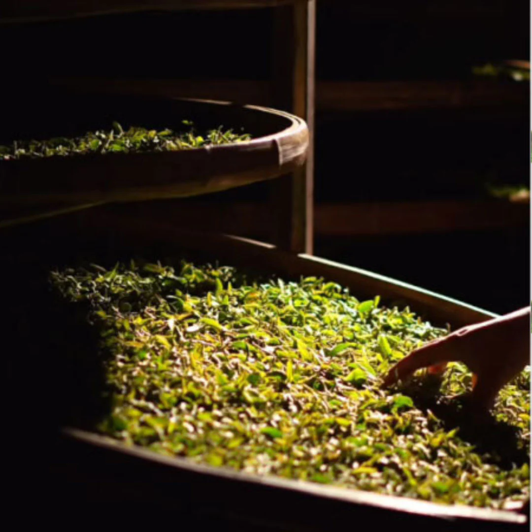 Nocturnal | Oolong Tea - Image 7